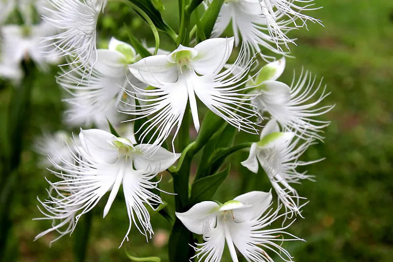 Japanese Radiata Flower seeds for Planting - Easy to Grow, Heirloom & GMO Free Seeds for Home Garden