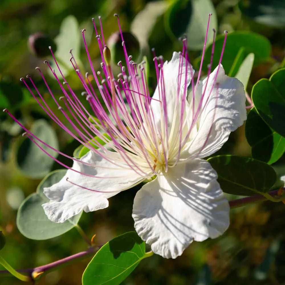 Capparis Flower seeds for Planting - Pollinator Friendly, Heirloom & GMO Free Seeds for Home Garden