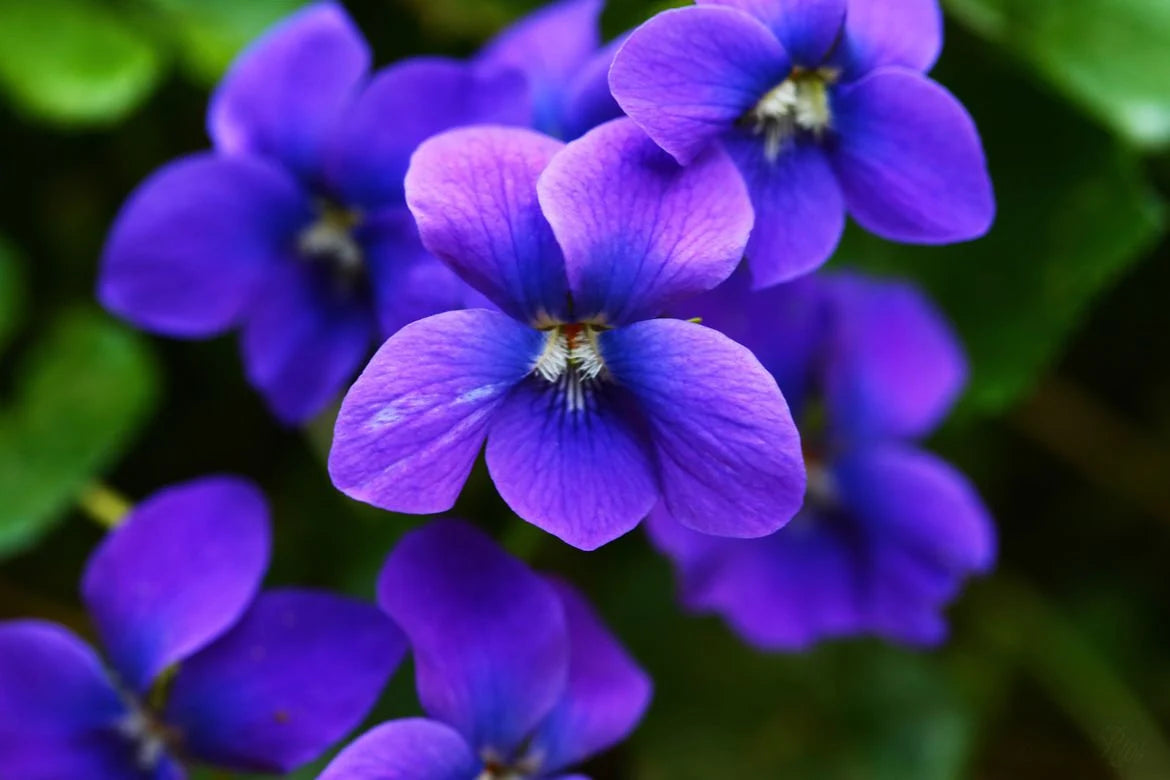 African Violet Delosperma Flower seeds for Planting - Hardy Variety, Heirloom & GMO Free Seeds for Home Garden