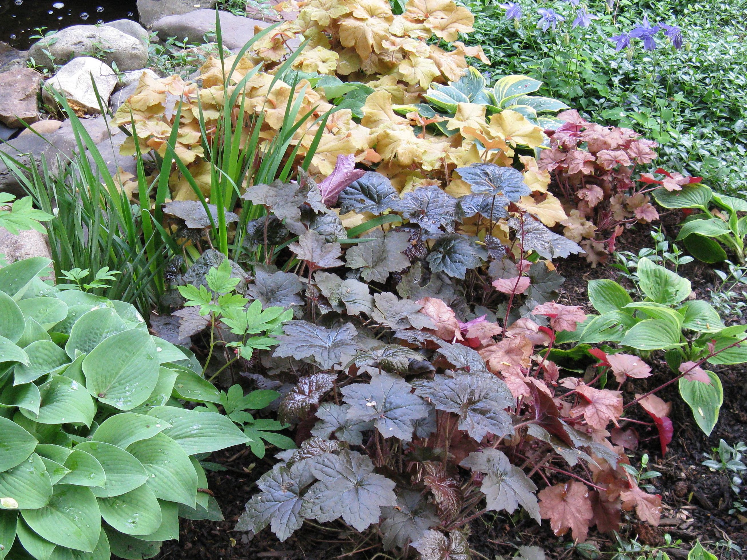Mixed Heuchera Coral Flower seeds blooming in flower beds, containers, borders, and pollinator-friendly gardens