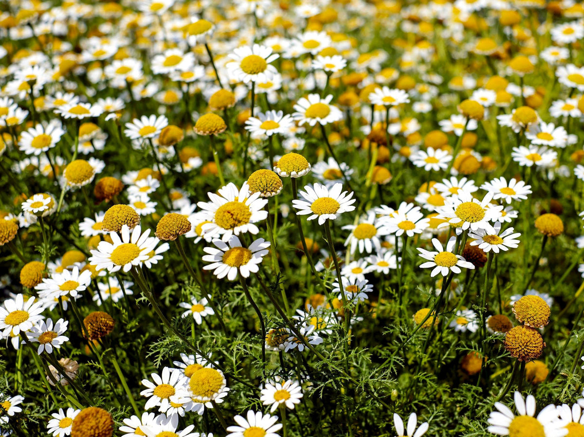 Chamaemelum Flower seeds for Planting - Pollinator Friendly, Heirloom & GMO Free Seeds for Home Garden
Sale seeds for planting in home garden
