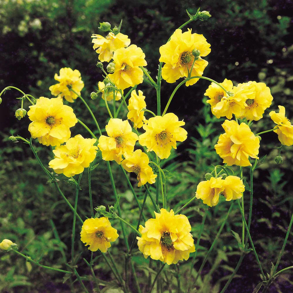 Lady Stratheden Flower seeds for Planting Premium Quality Heirloom & GMO Free Seeds for Home Garden