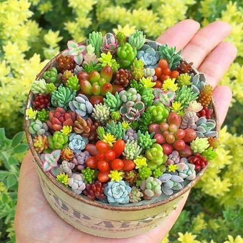 Mixed Schoenlandii Cerei Flower seeds blooming in flower beds, containers, borders, and pollinator-friendly gardens