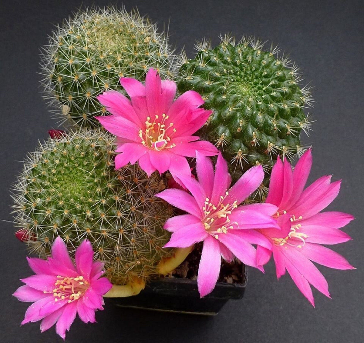 Pink Rebutia Violaciflora Flower seeds blooming in flower beds, containers, borders, and pollinator-friendly gardens