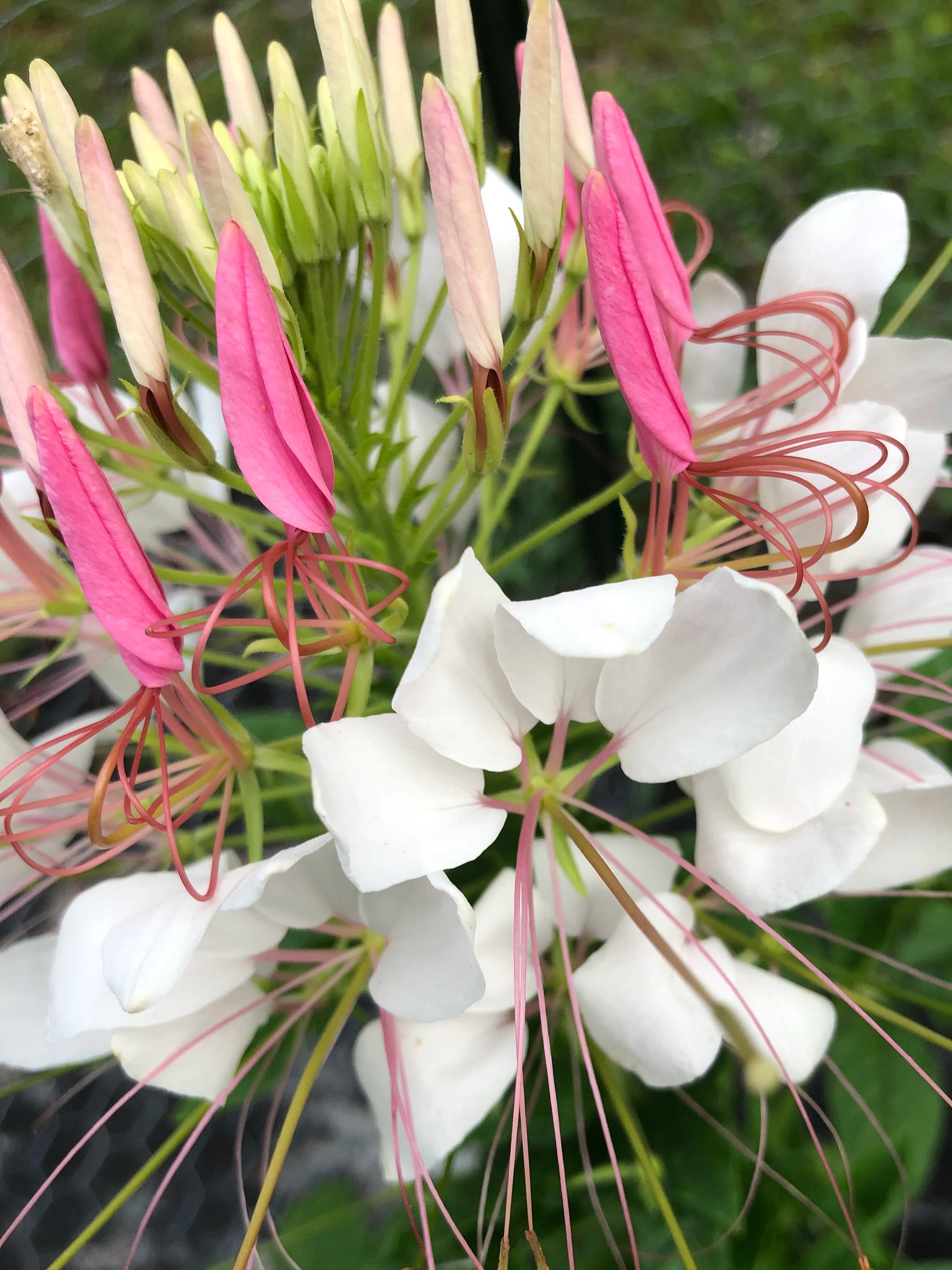 Heirloom Cleome Flower seeds blooming in flower beds, containers, borders, and pollinator-friendly gardens