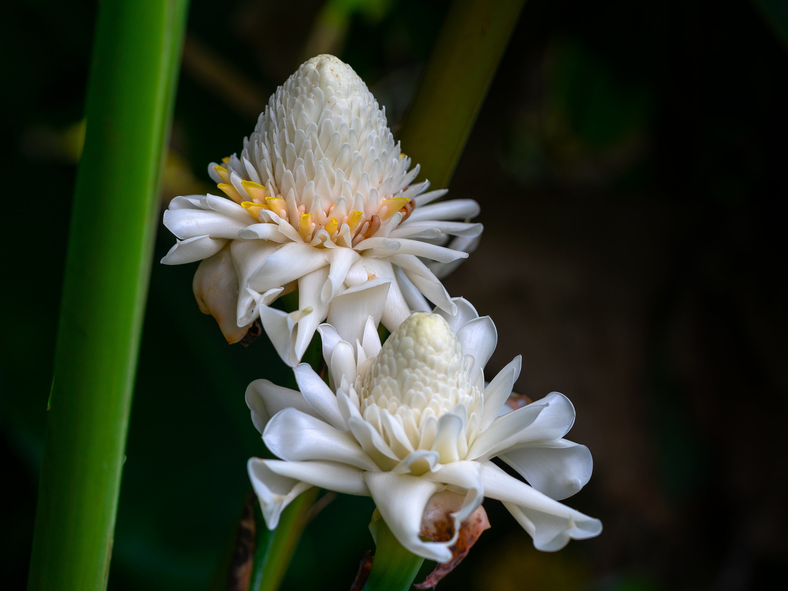 White Etlingera Elatior Flower Seeds for Planting Tropical Beauty - Evergrowseeds