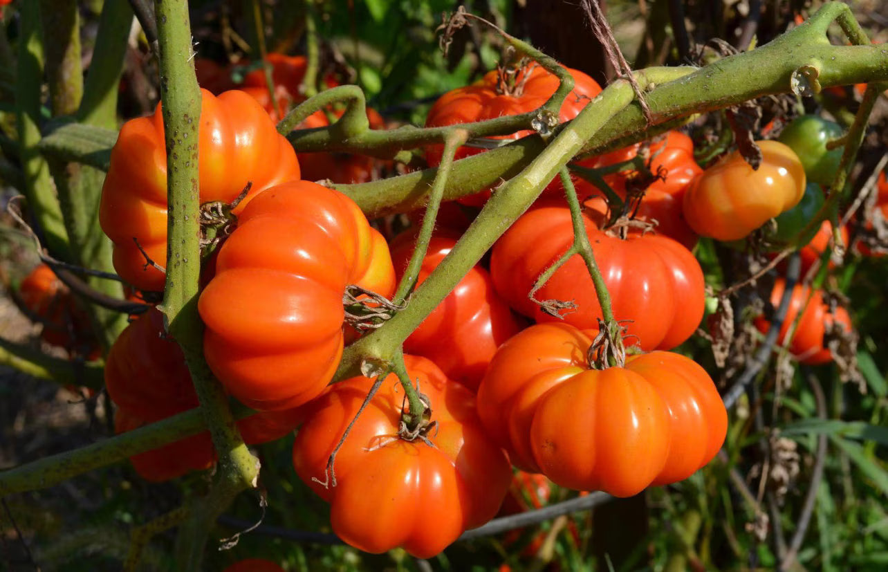 Red Sicilian Togetta Vegetable Seeds - Planting Guide