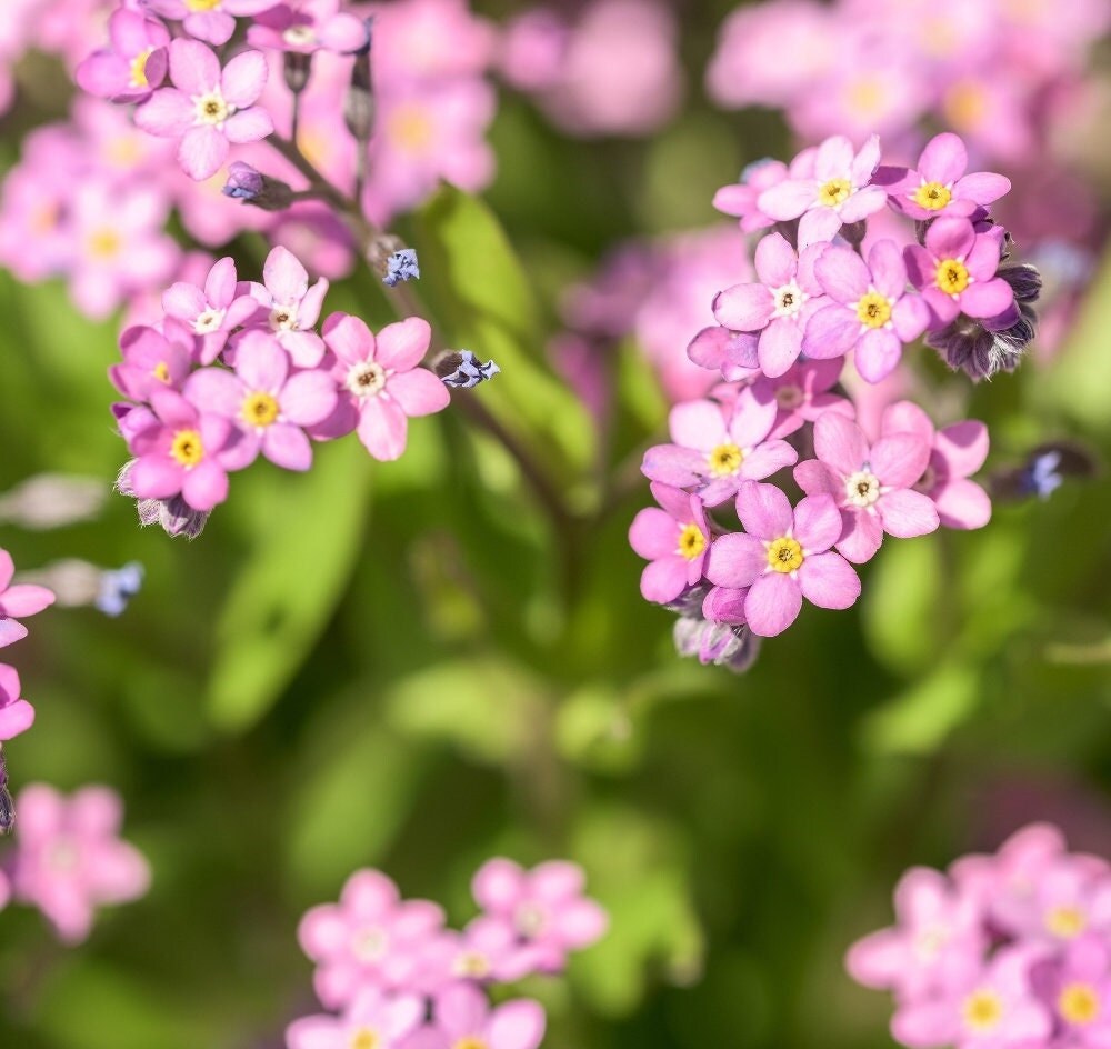 Pink Myosotis Flower Seeds for Planting Charming Annual Blooms - Evergrowseeds