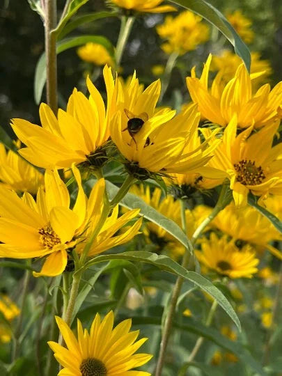 Yellow Maximiliani Flower Seeds Planting