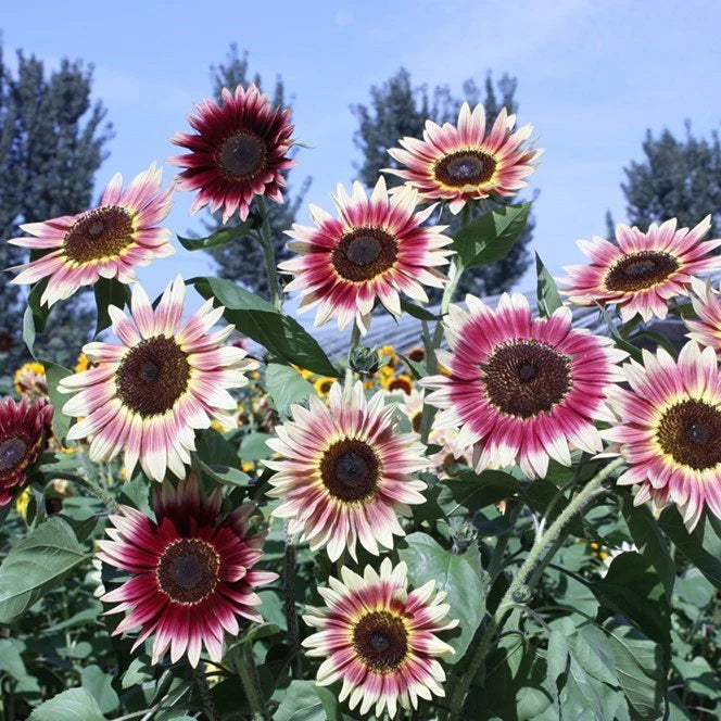 Mix Pink Sunflower Flower Seeds for Planting Bright Blooms Heirloom & GMO Free Seeds for Home Garden
Sale