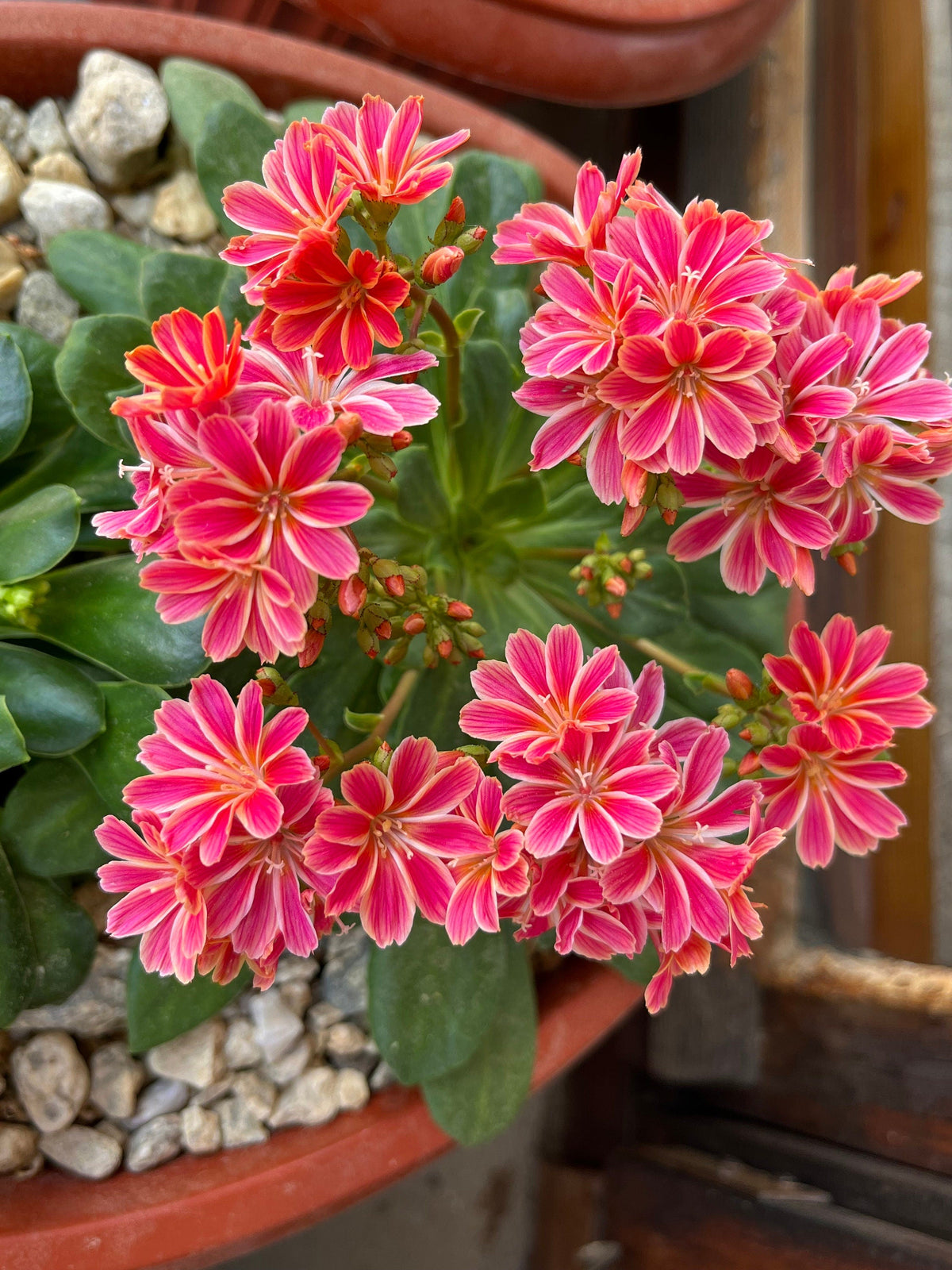 Lewisia Cotyledon Flower seeds blooming in flower beds, containers, borders, and pollinator-friendly gardens