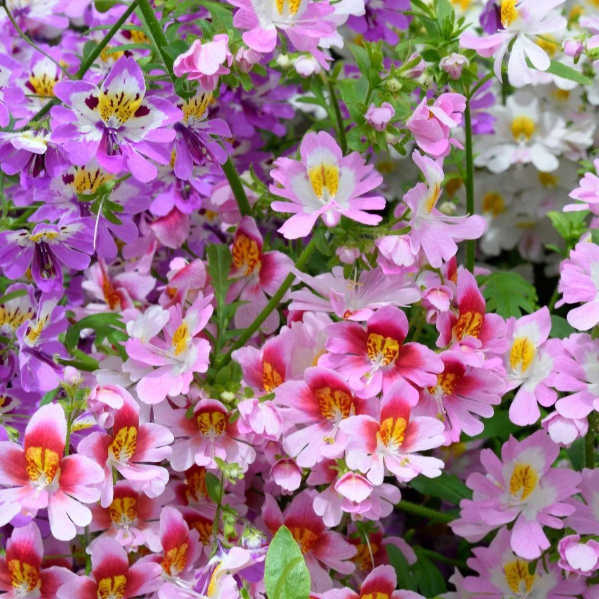 Purple Schizanthus Flower seeds for Planting - Drought Tolerant, Heirloom & GMO Free Seeds for Home Garden