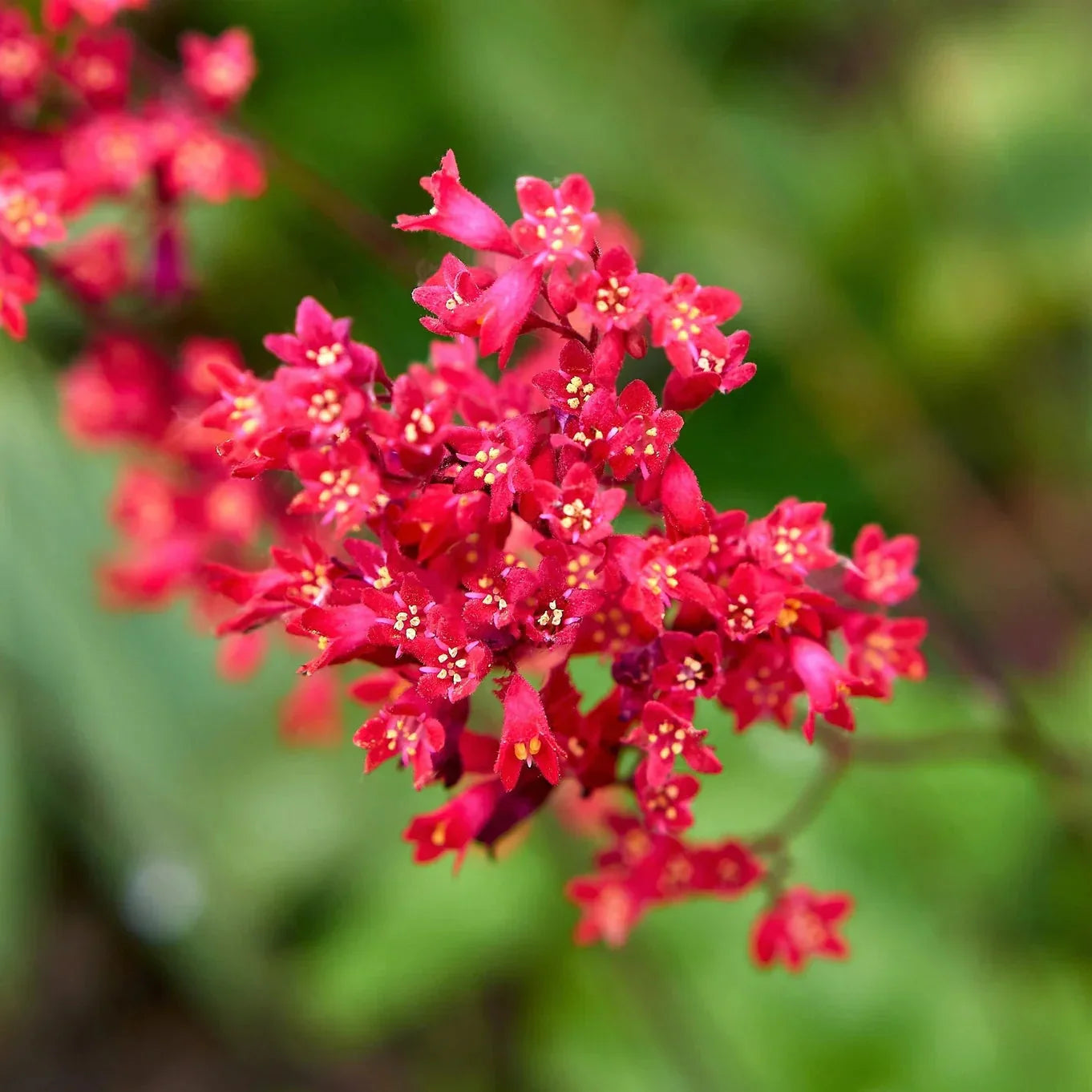 Pink Heuchera Seeds for Planting - Stunning Garden Perennials