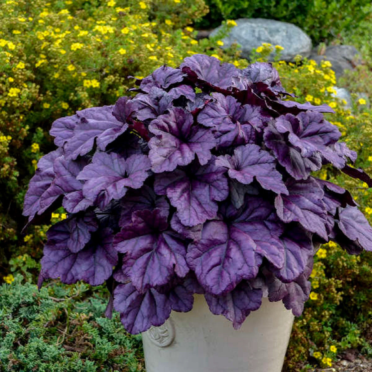 Purple Heuchera Flower seeds blooming in flower beds, containers, borders, and pollinator-friendly gardens