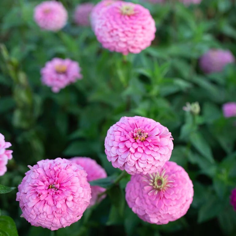 Zinnia Benary Giant Pink Seeds for Bright, Pink Zinnia Blooms