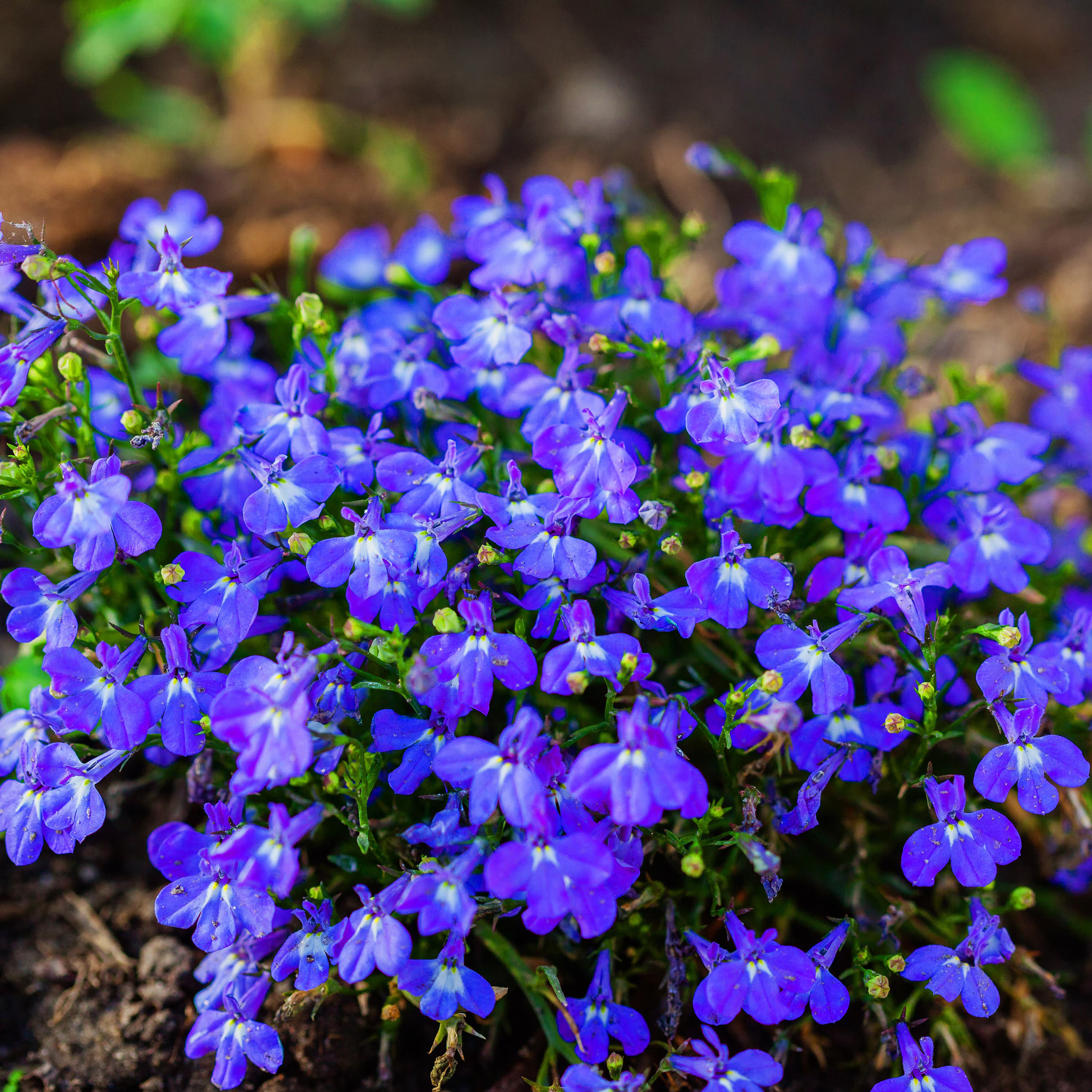 Blue Sapphire Flower seeds for Planting - Cut Flower Favorite, Heirloom & GMO Free Seeds for Home Garden