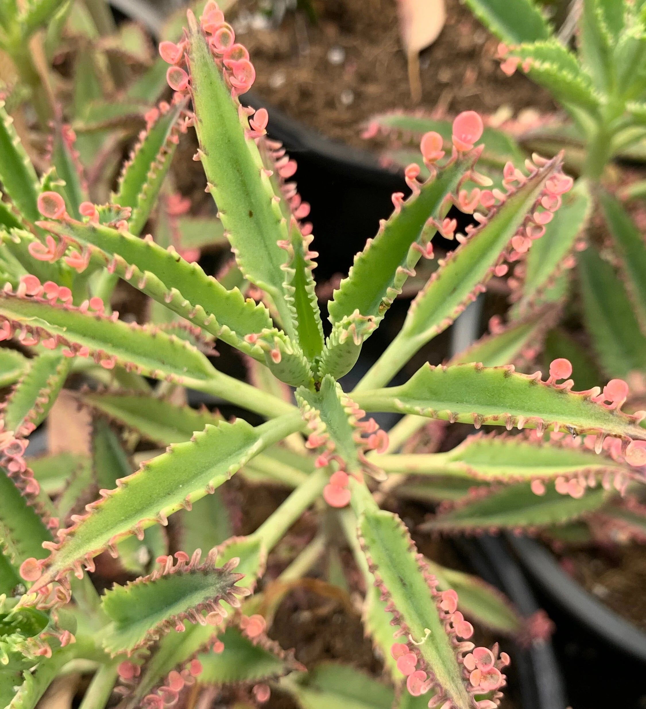 Brown Kalanchoe Bonsai Flower seeds for Planting - Cut Flower Favorite, Heirloom & GMO Free Seeds for Home Garden