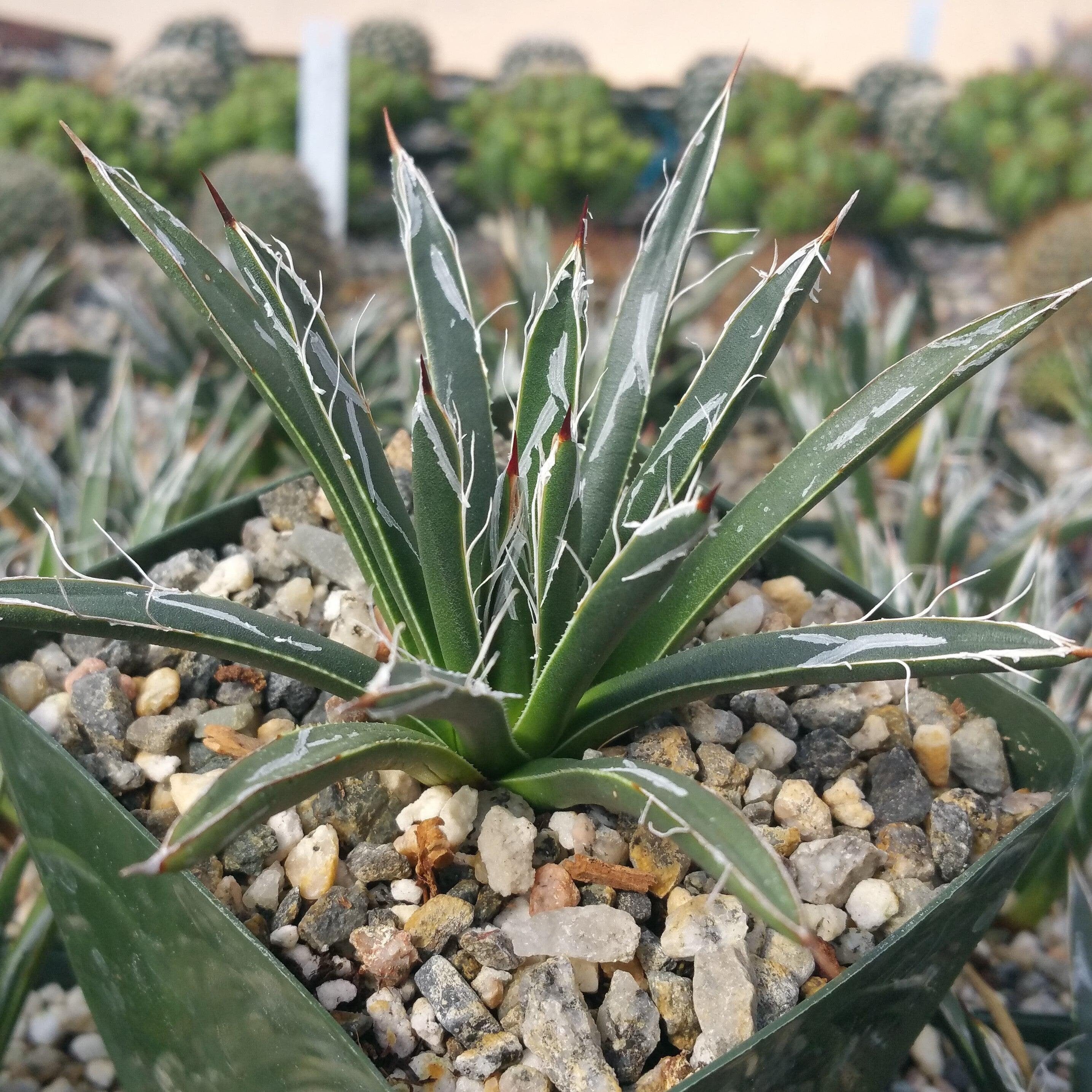 Green Leuchtenbergia Flower seeds for Planting - Long Bloom Season, Heirloom & GMO Free Seeds for Home Garden