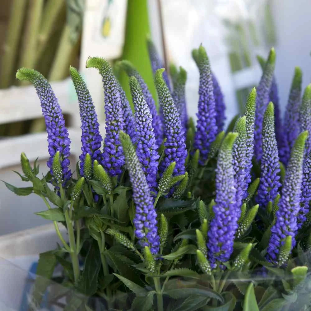 Veronica Flower seeds for Planting Pollinator Friendly Heirloom & GMO Free Seeds for Home Garden
Sale