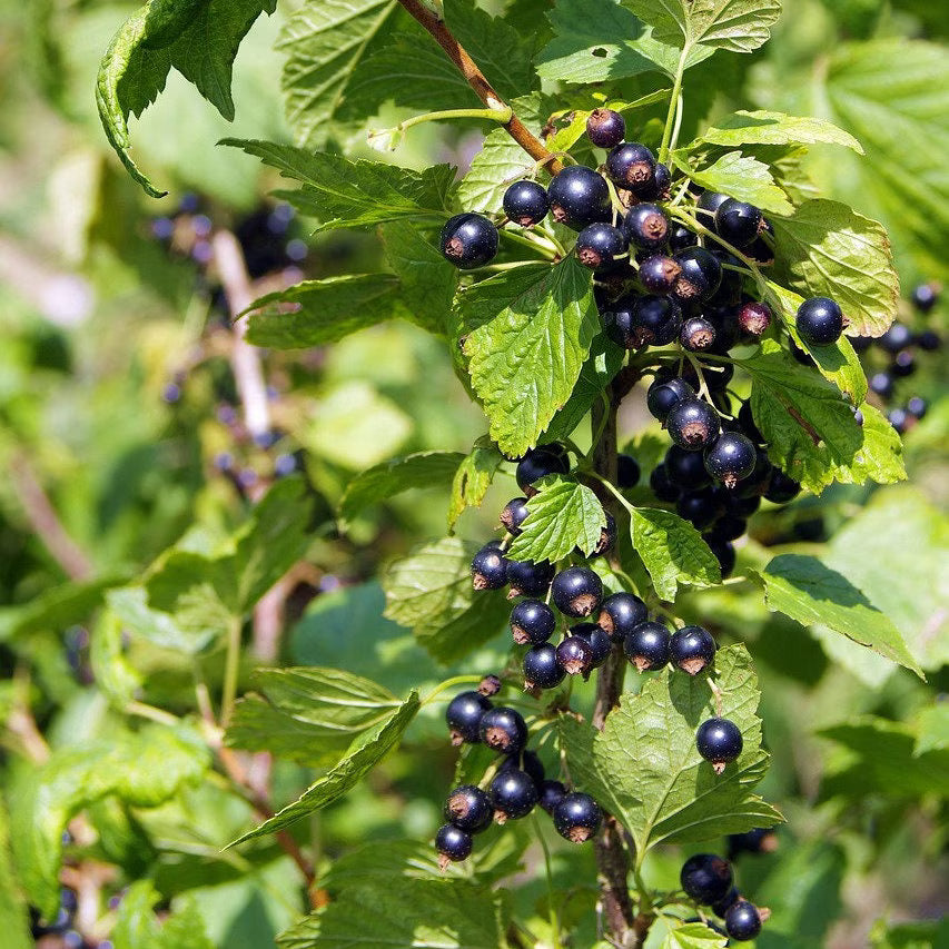Blackcurrant Fruit Seeds for Planting - Grow Your Own Delicious Berries