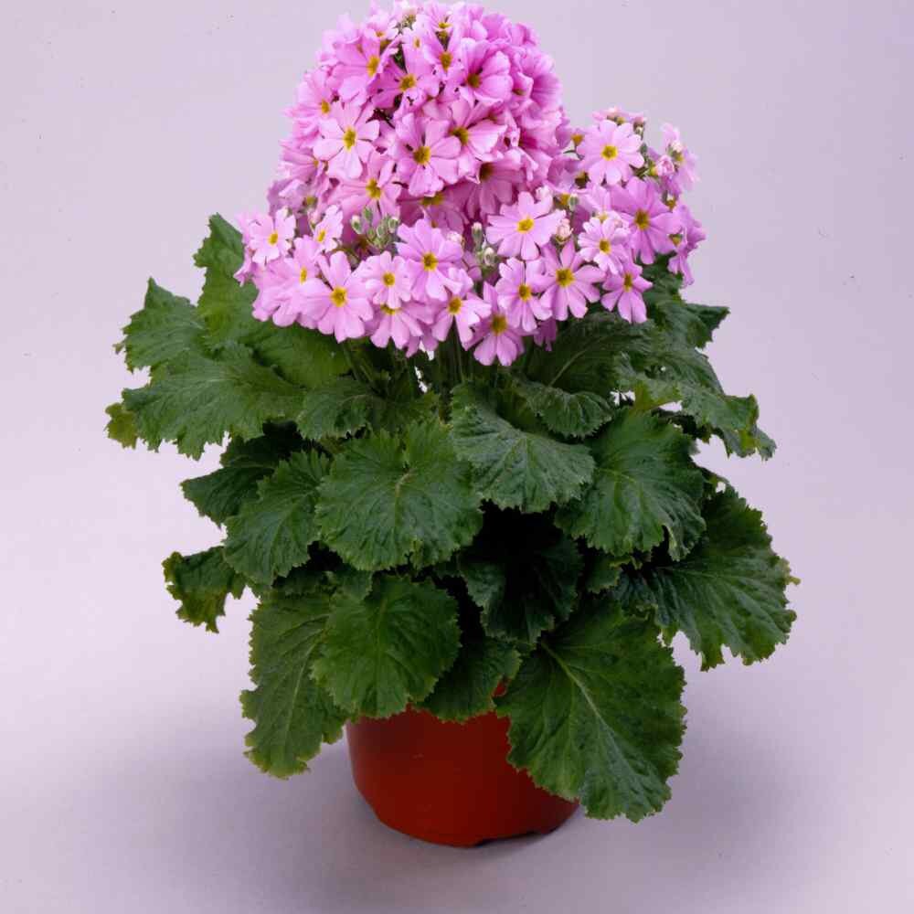 Pink Primula Malacoides Flower seeds for Planting - Premium Quality, Heirloom & GMO Free Seeds for Home Garden