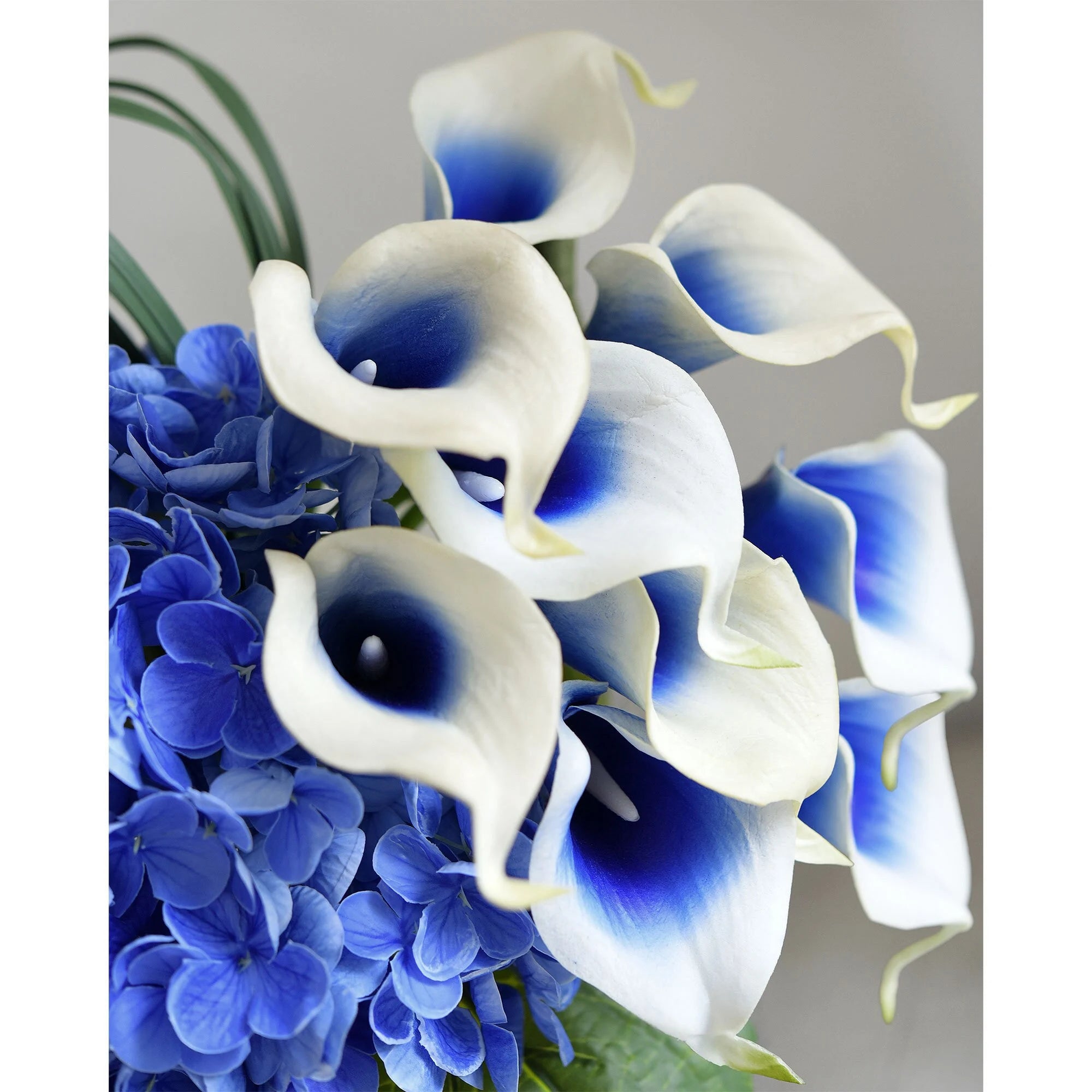 Sky Blue Calla Flower seeds for Planting - Shade Tolerant, Heirloom & GMO Free Seeds for Home Garden
