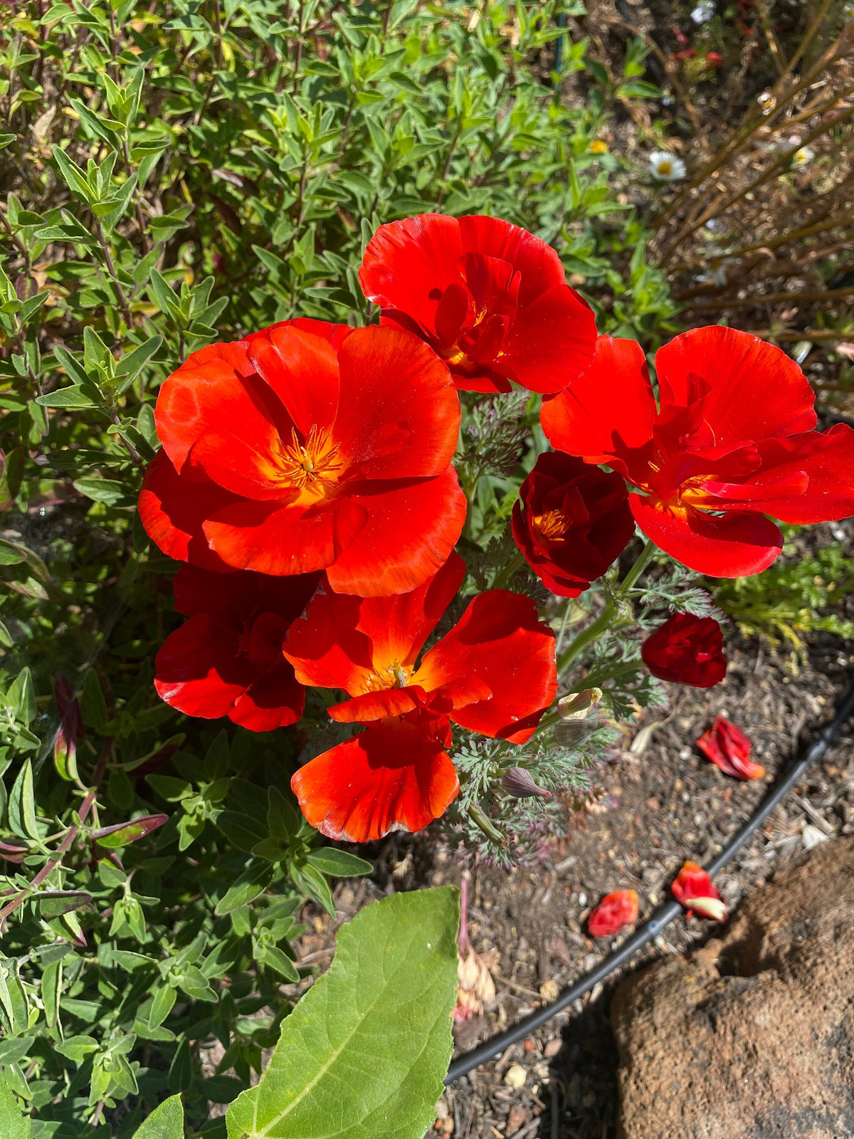 Red Eschscholtzia Flower seeds for Planting Bright Blooms Heirloom & GMO Free Seeds for Home Garden
Sale for planting in home garden