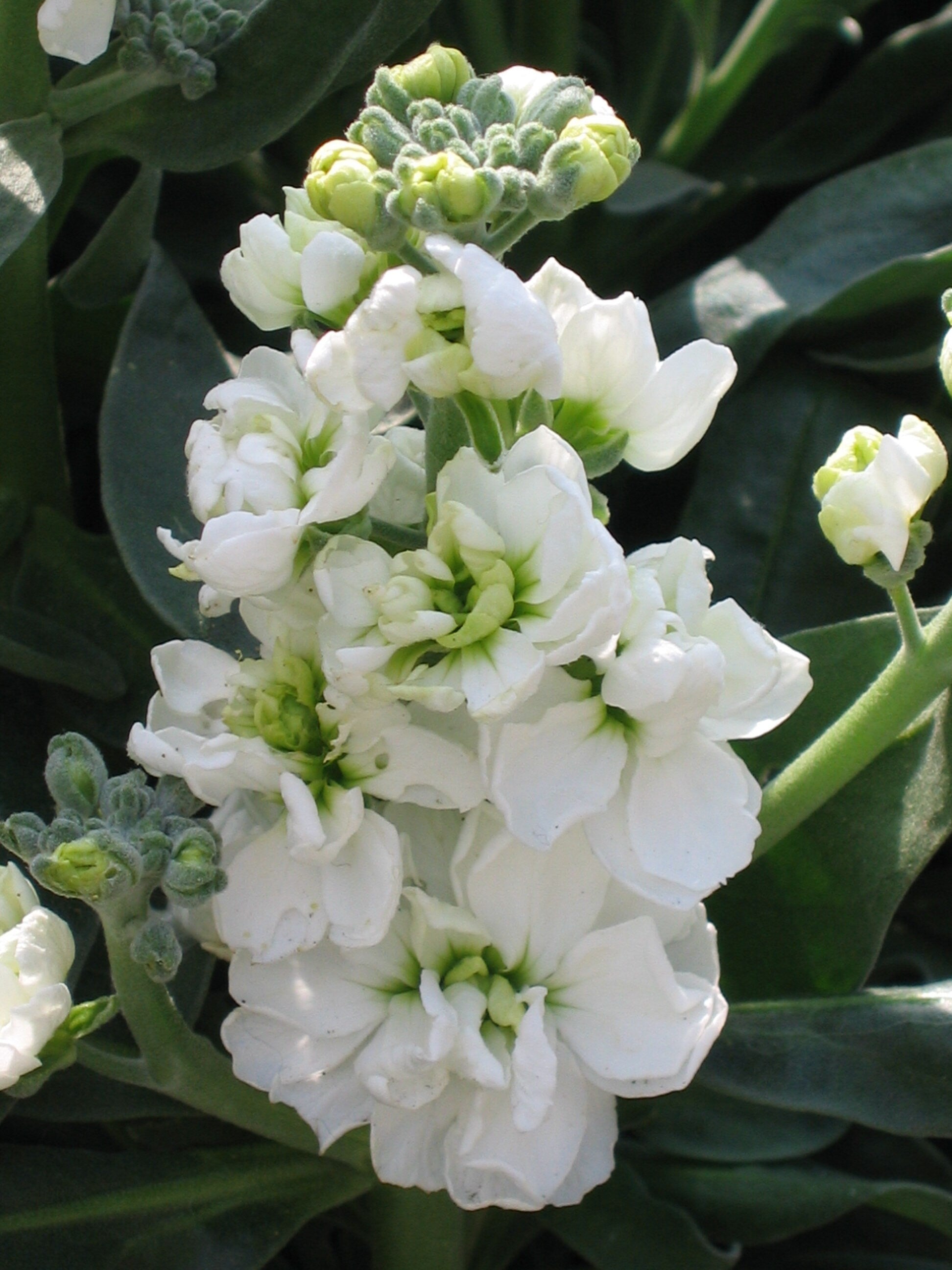 White Evening Stock Flower Planting for Lush Blooms in Your Garden Seeds for Stunning Nighttime Fragrance