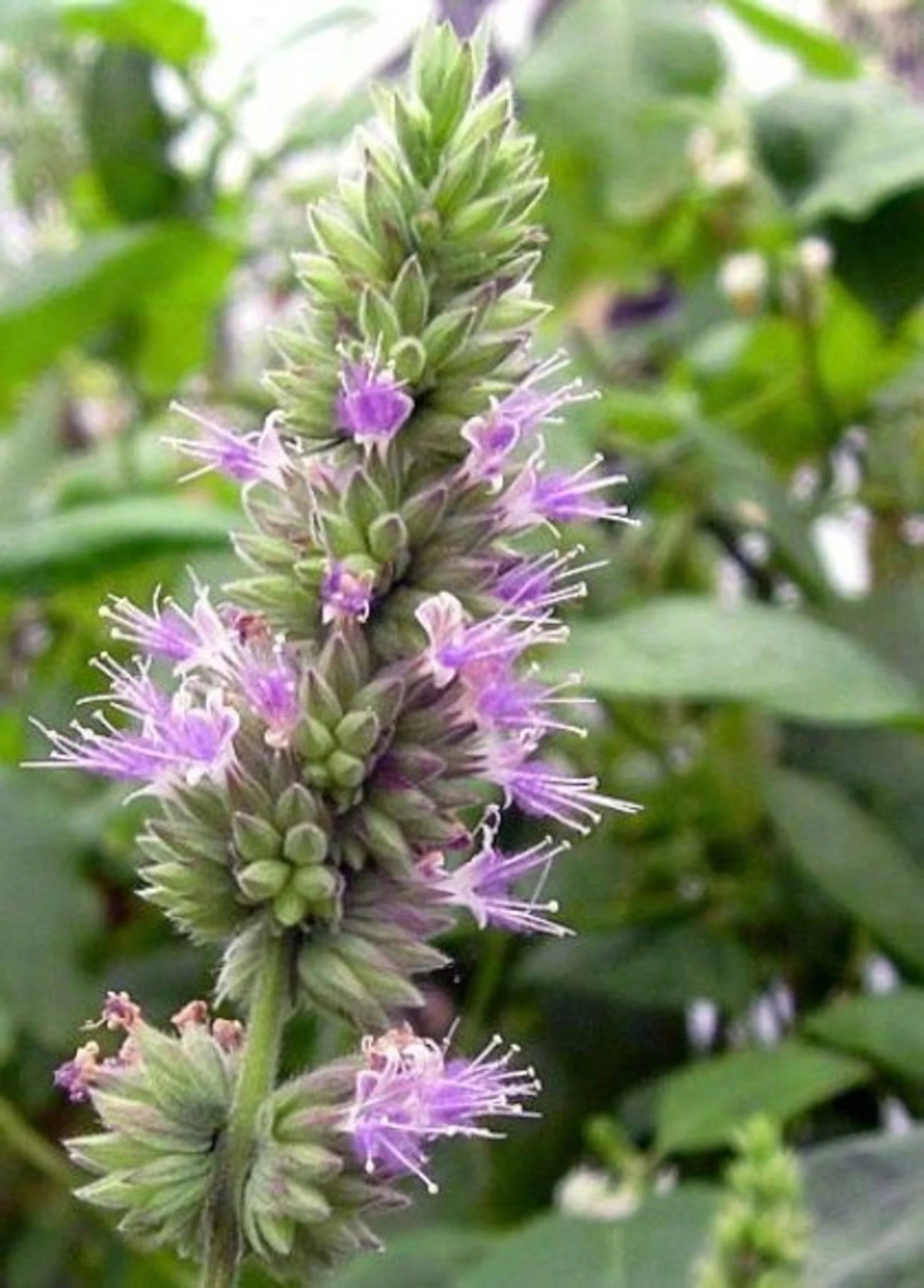 Patchouli Seeds (Pogostemon cablin) Seeds