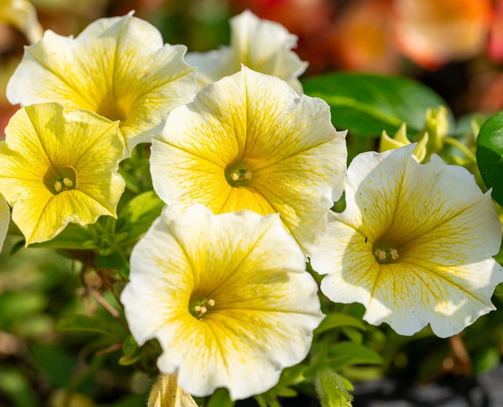 Yellow & White Heirloom Petunia Flower seeds for Planting - Bright Blooms, Heirloom & GMO Free Seeds for Home Garden