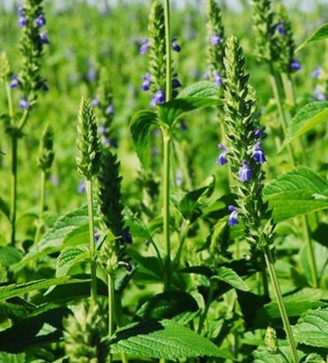 CHIA HERB SEEDS HEIRLOOM 2017 for Nutritious Chia Seeds