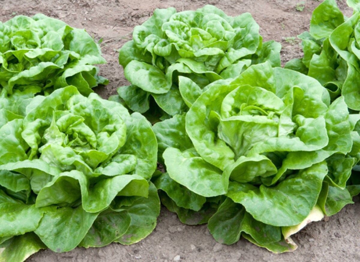 Green Bibb Vegetable Seeds, Essential Planting Tips