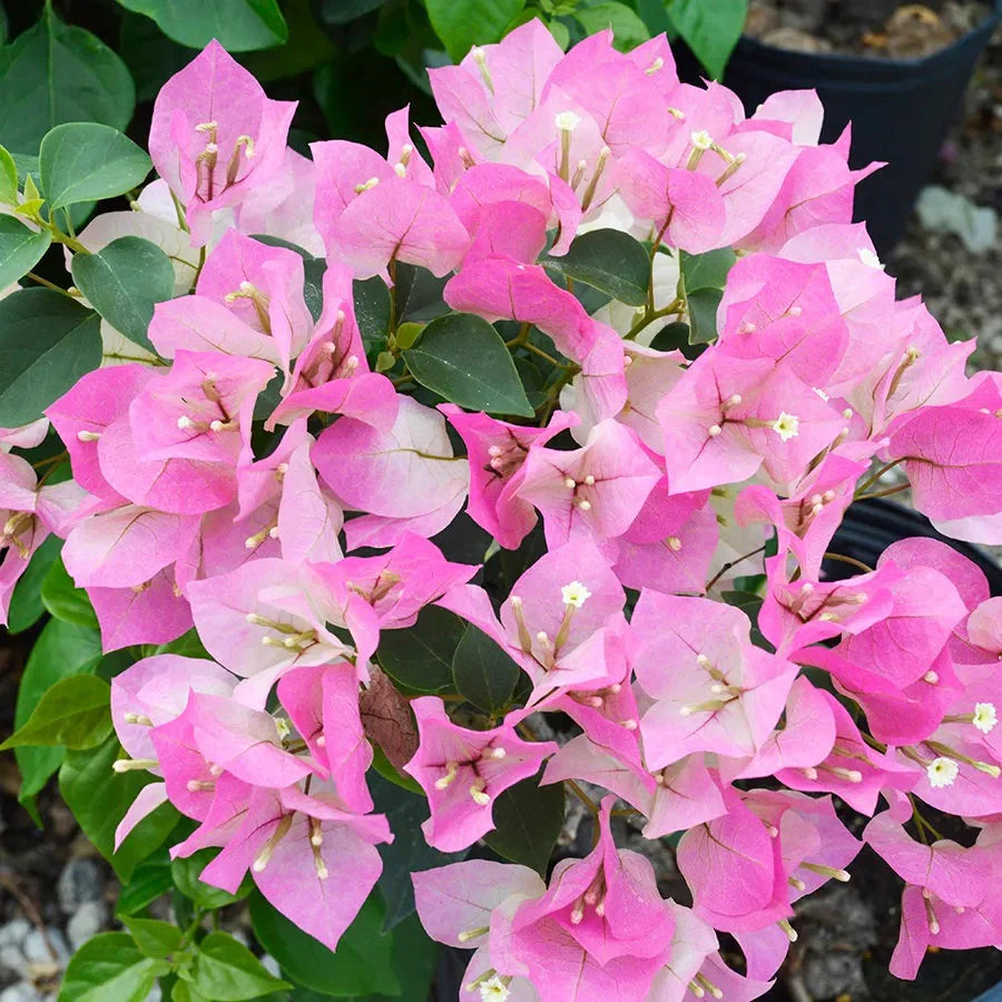 Baby Pink Bougainvillea Flower seeds for Planting - Perfect for Borders, Heirloom & GMO Free Seeds for Home Garden
