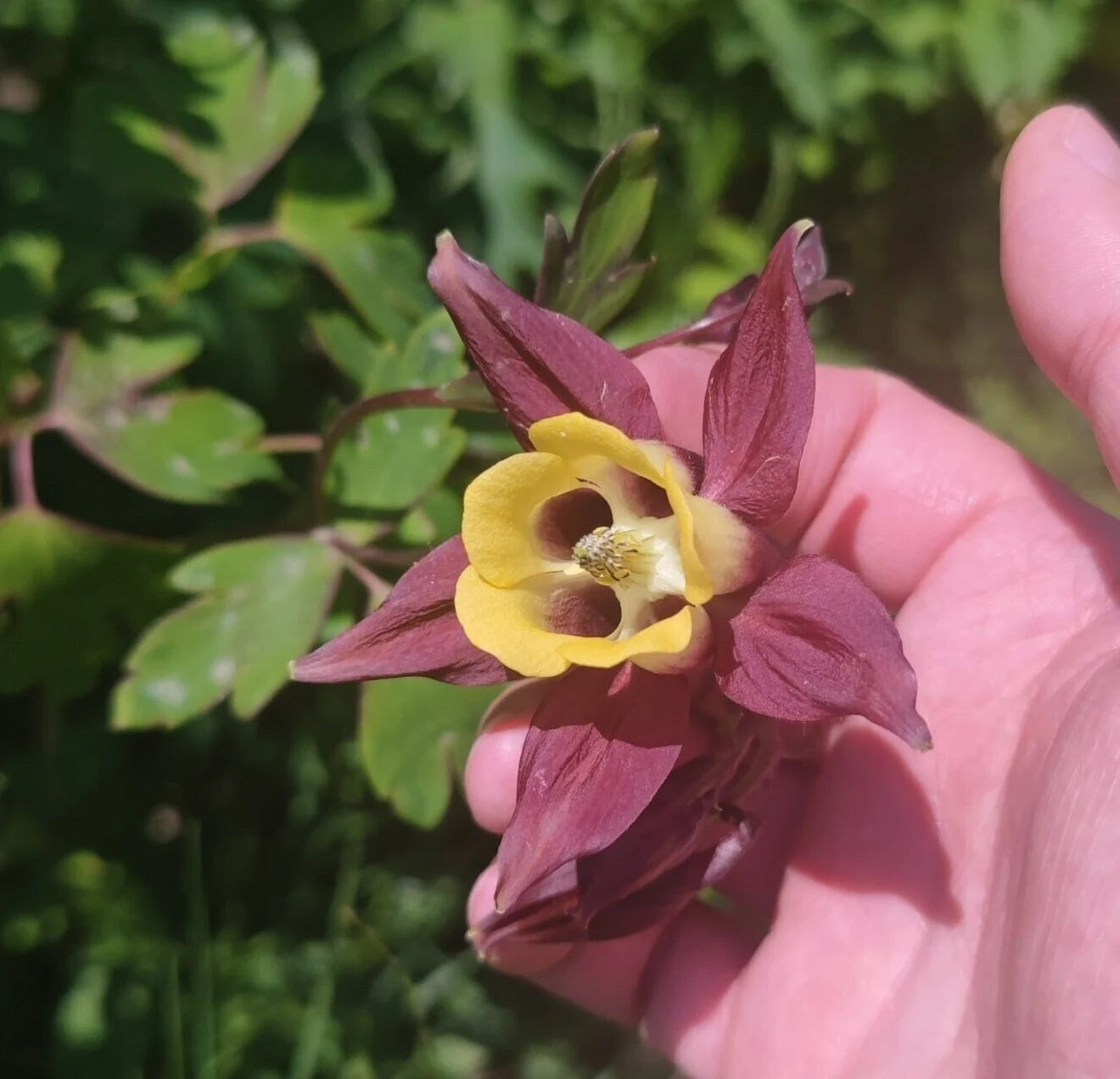 Buergeriana Flower seeds for Planting - Fragrant Blossoms, Heirloom & GMO Free Seeds for Home Garden