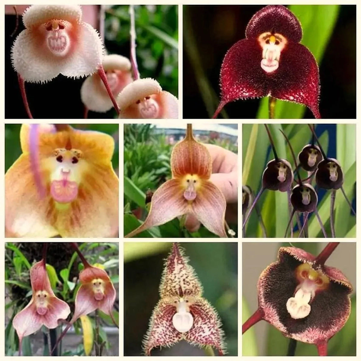 Monkey Face Light Pink Orchids Flower seeds blooming in flower beds, containers, borders, and pollinator-friendly gardens