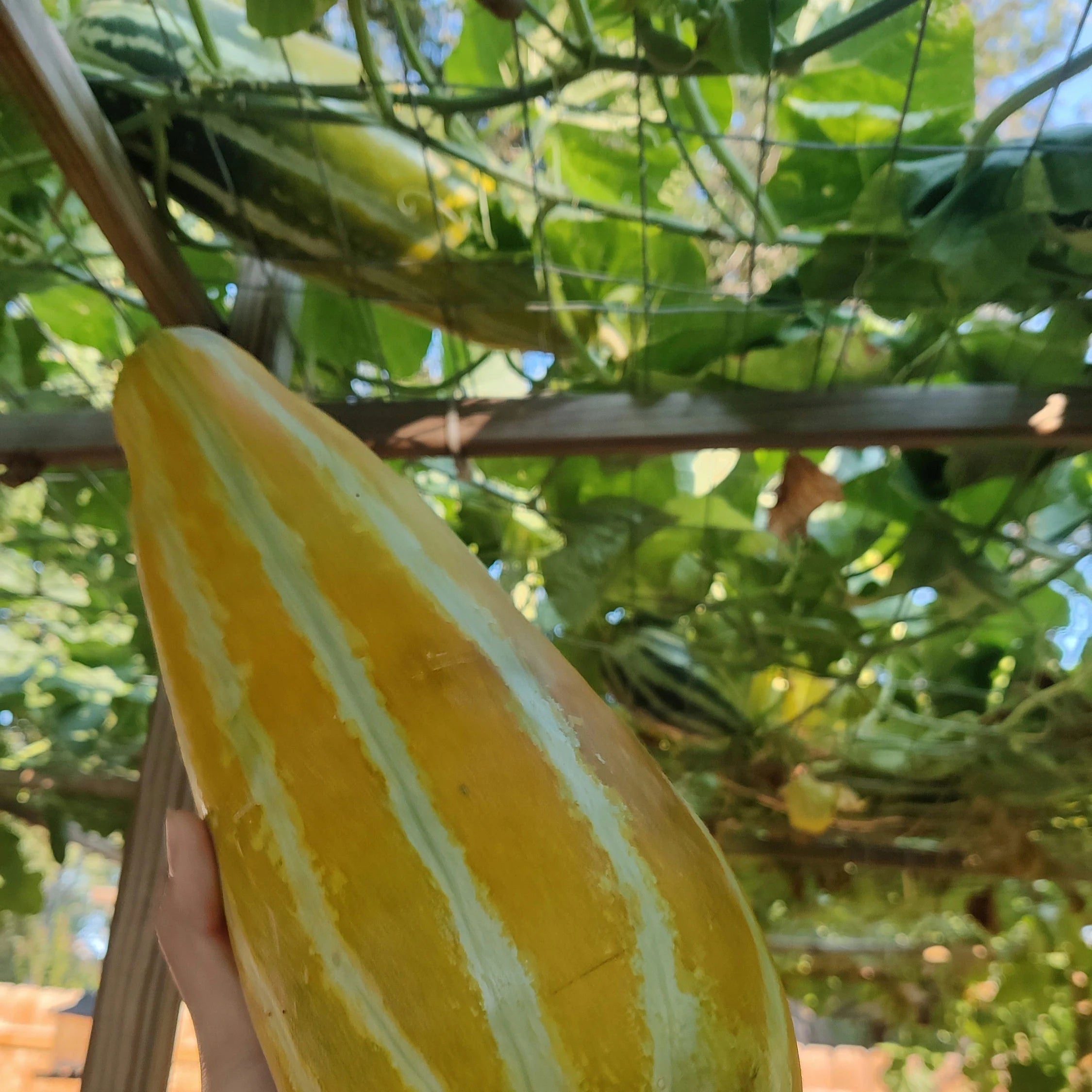 Gold Neungju Vegetable Seeds for Planting