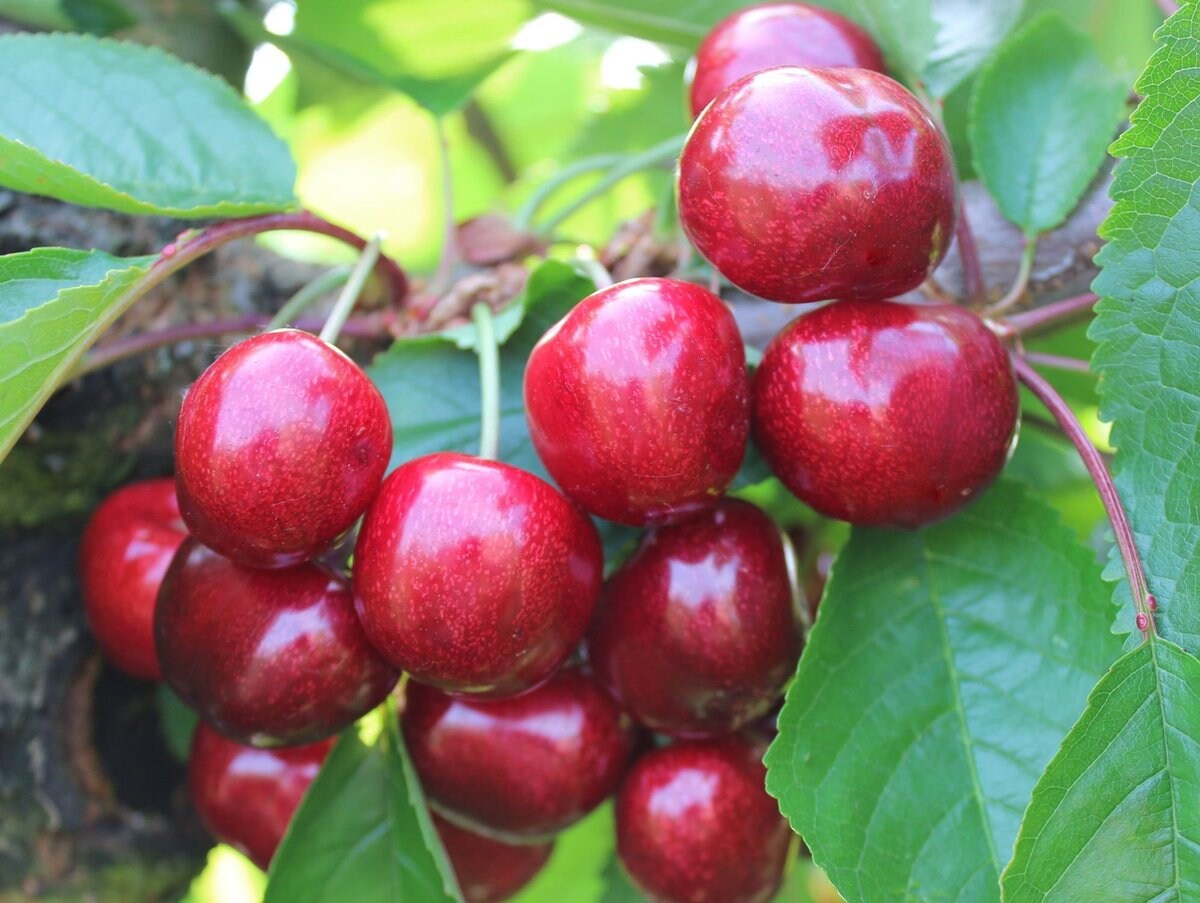 Barry's Cherry Seeds for Planting Delicious Fruit Planting Seeds