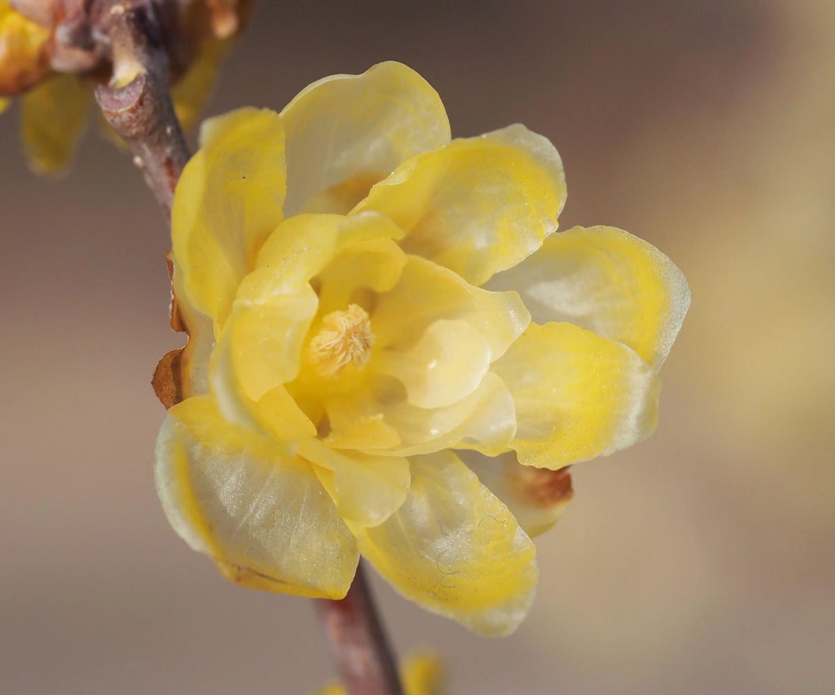 Yellow Chimonanthus Flower seeds for Planting - Perfect for Borders, Heirloom & GMO Free Seeds for Home Garden
Sale seeds for home garden