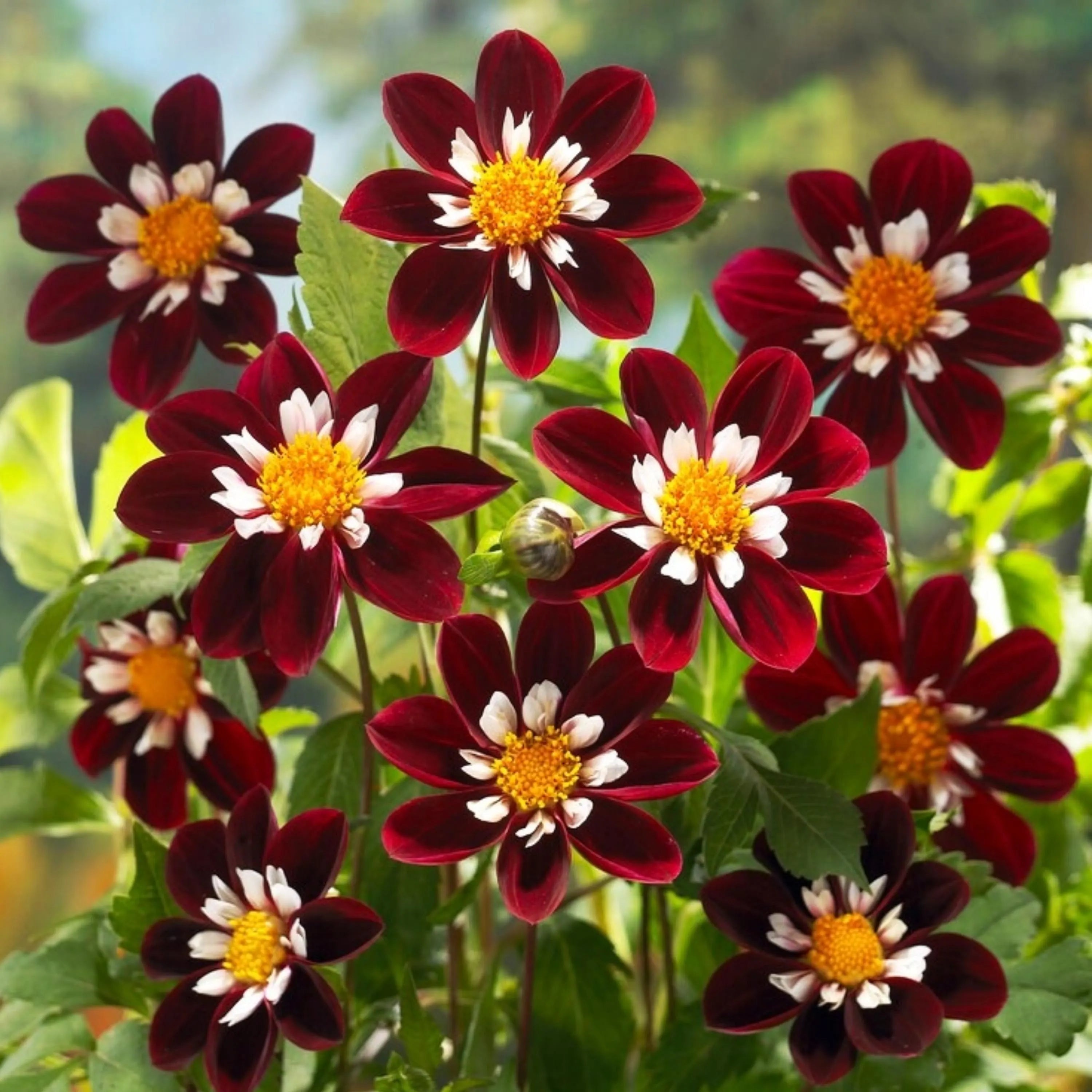 Night Butterfly Dahlia Flower seeds for Planting - Shade Tolerant, Heirloom & GMO Free Seeds for Home Garden