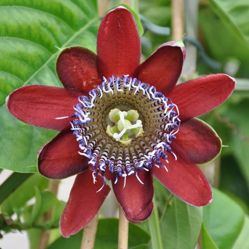 Mix Passiflora Flower seeds for Planting - Fragrant Blossoms, Heirloom & GMO Free Seeds for Home Garden