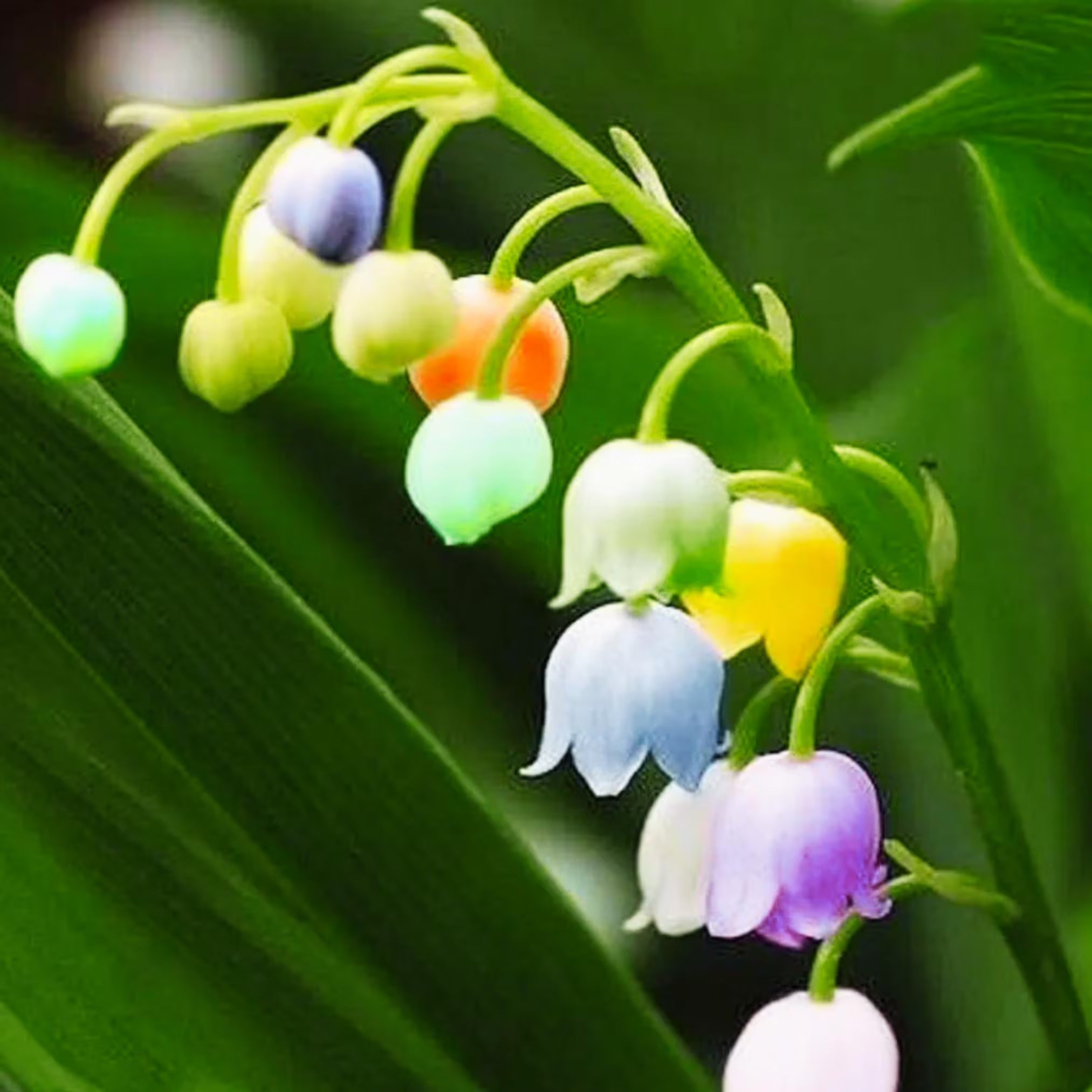 Mixed Bell Orchid Flower seeds for Planting - Low Maintenance, Heirloom & GMO Free Seeds for Home Garden