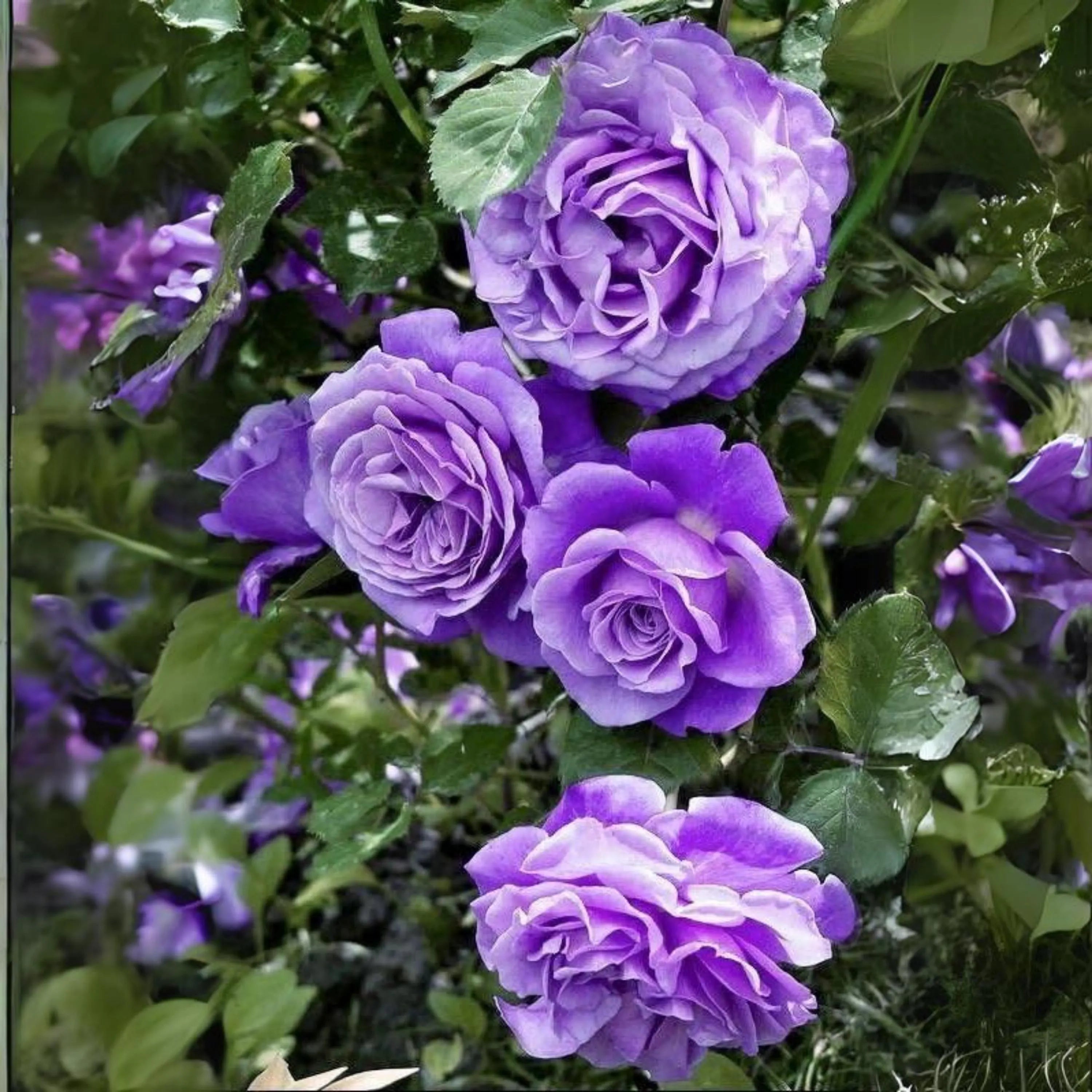 Pink Purple Climbing Rose Flower seeds for Planting - Garden Favorite, Heirloom & GMO Free Seeds for Home Garden
