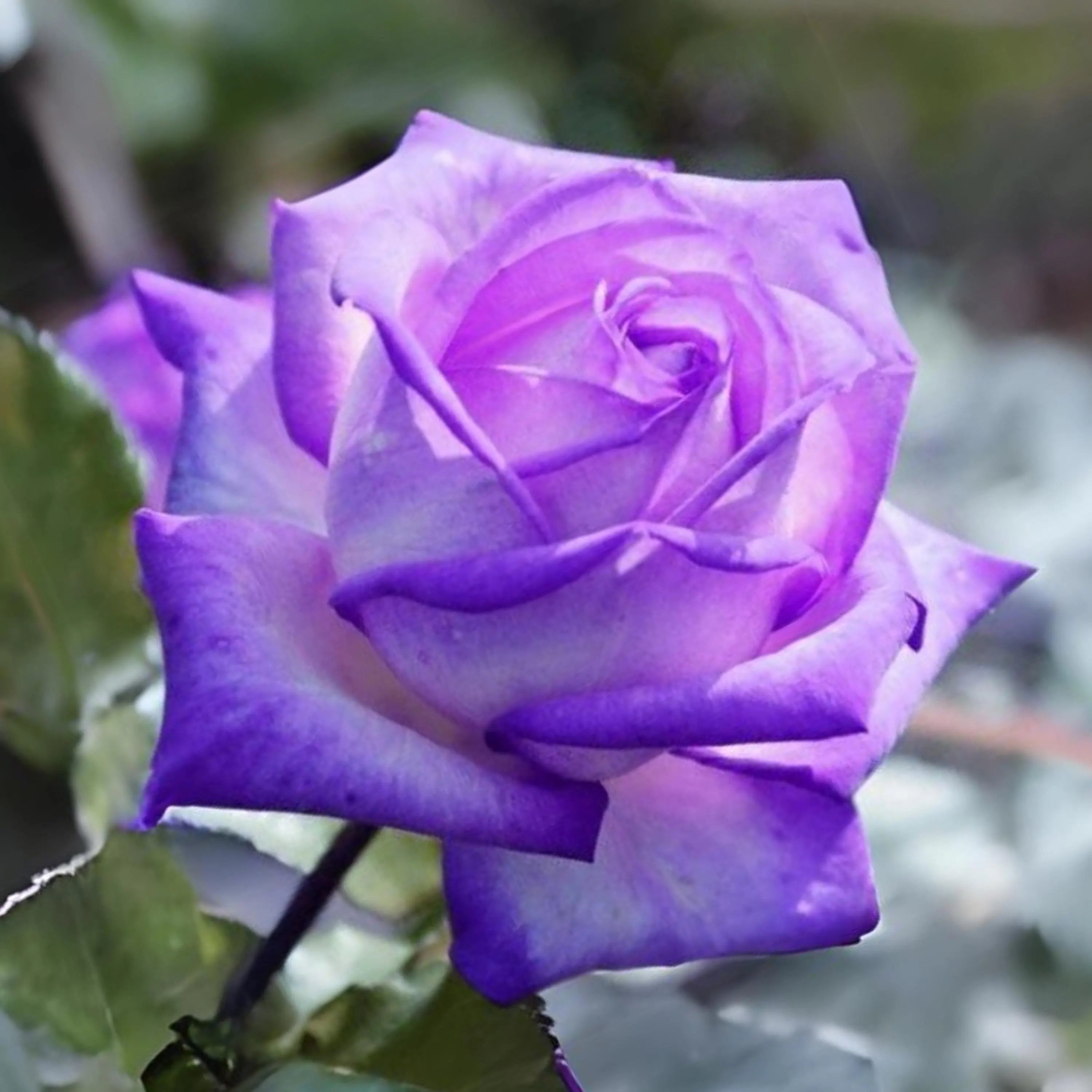 Violet Rose Edge Flower seeds for Planting - Low Maintenance, Heirloom & GMO Free Seeds for Home Garden