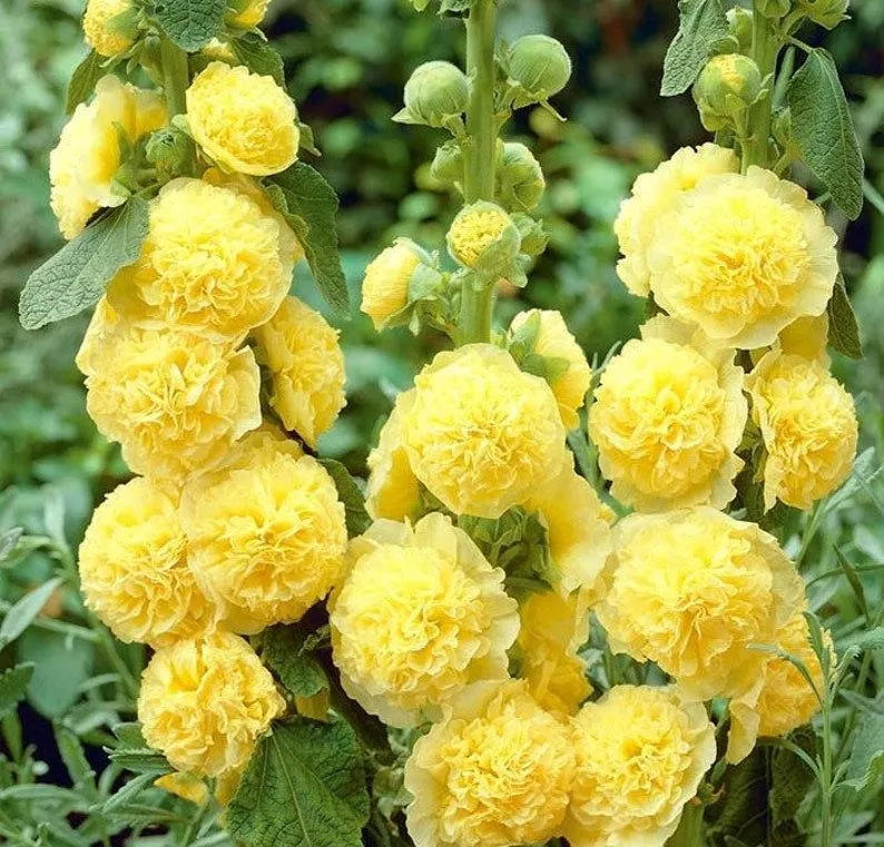 Yellow Perennial Bonsai hollyhock Flower seeds for Planting - Wildflower Mix, Heirloom & GMO Free Seeds for Home Garden
