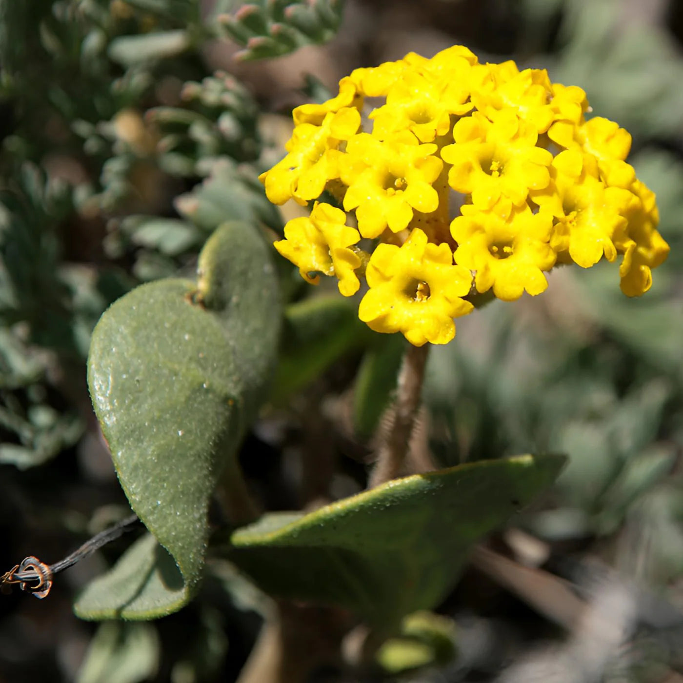 Yellow Verbena Didyma Flower seeds for Planting - Compact Growth, Heirloom & GMO Free Seeds for Home Garden