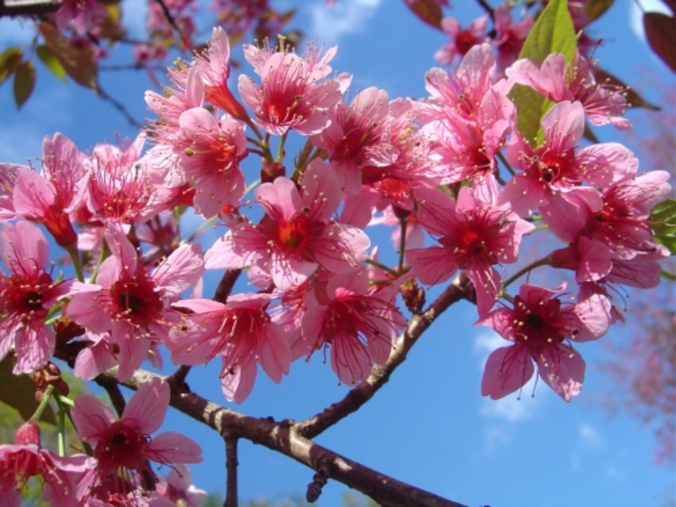 Himalayan Cherry Tree Seed for Plantings for Planting (Prunus Cerasoides) – Pink Flowers & Red Fruit for Beautiful Lands