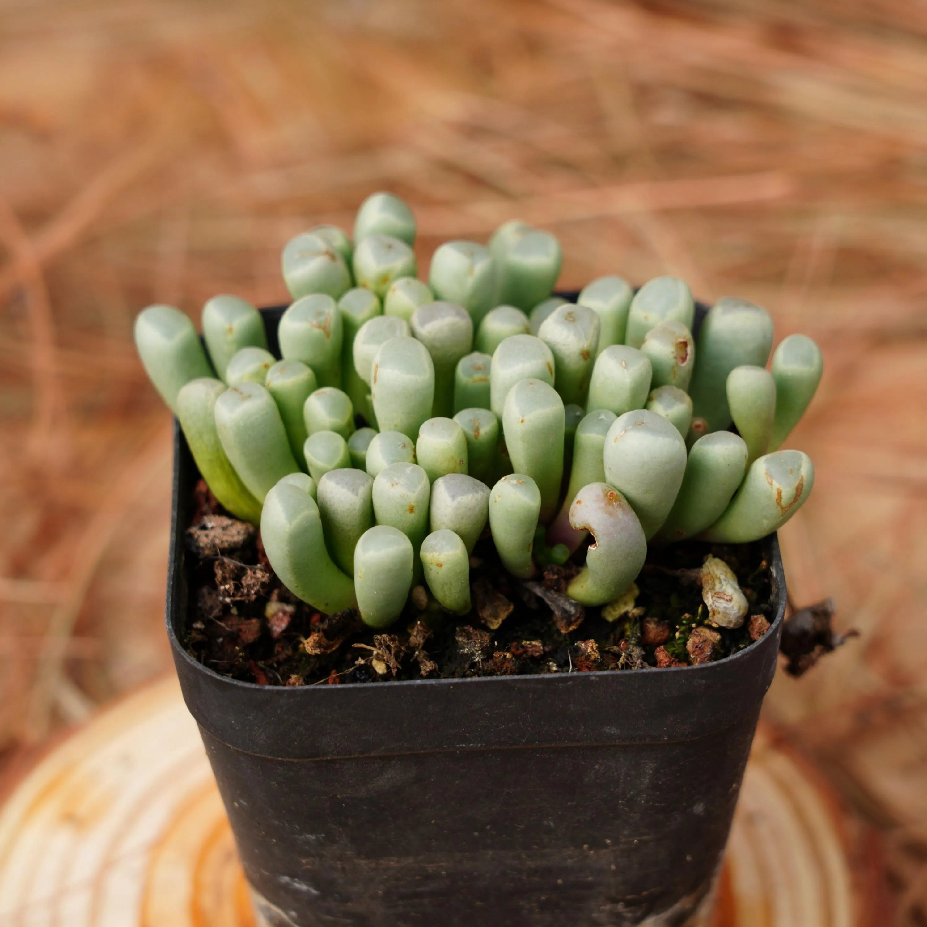 Mixed Gibbaeum Flower seeds for Planting - Seasonal Bloomer, Heirloom & GMO Free Seeds for Home Garden