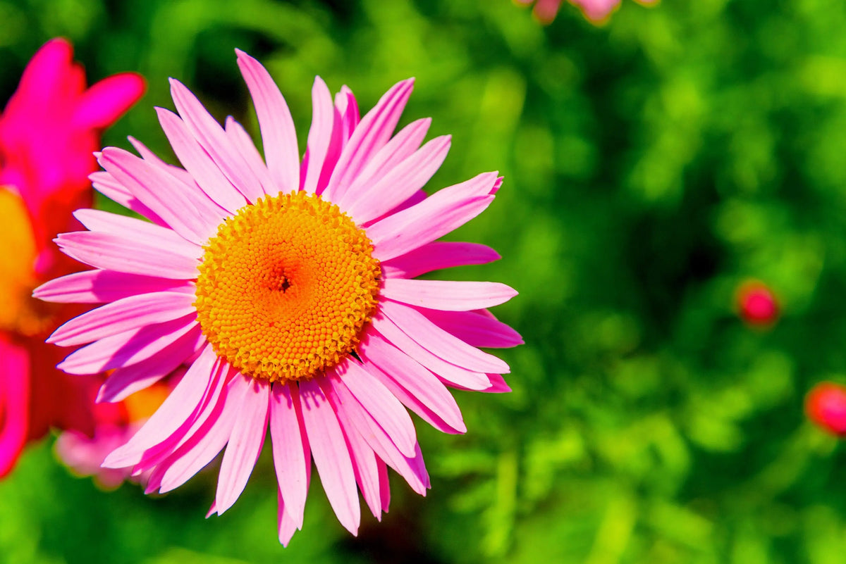 Pink Robinsons Flower seeds blooming in flower beds, containers, borders, and pollinator-friendly gardens