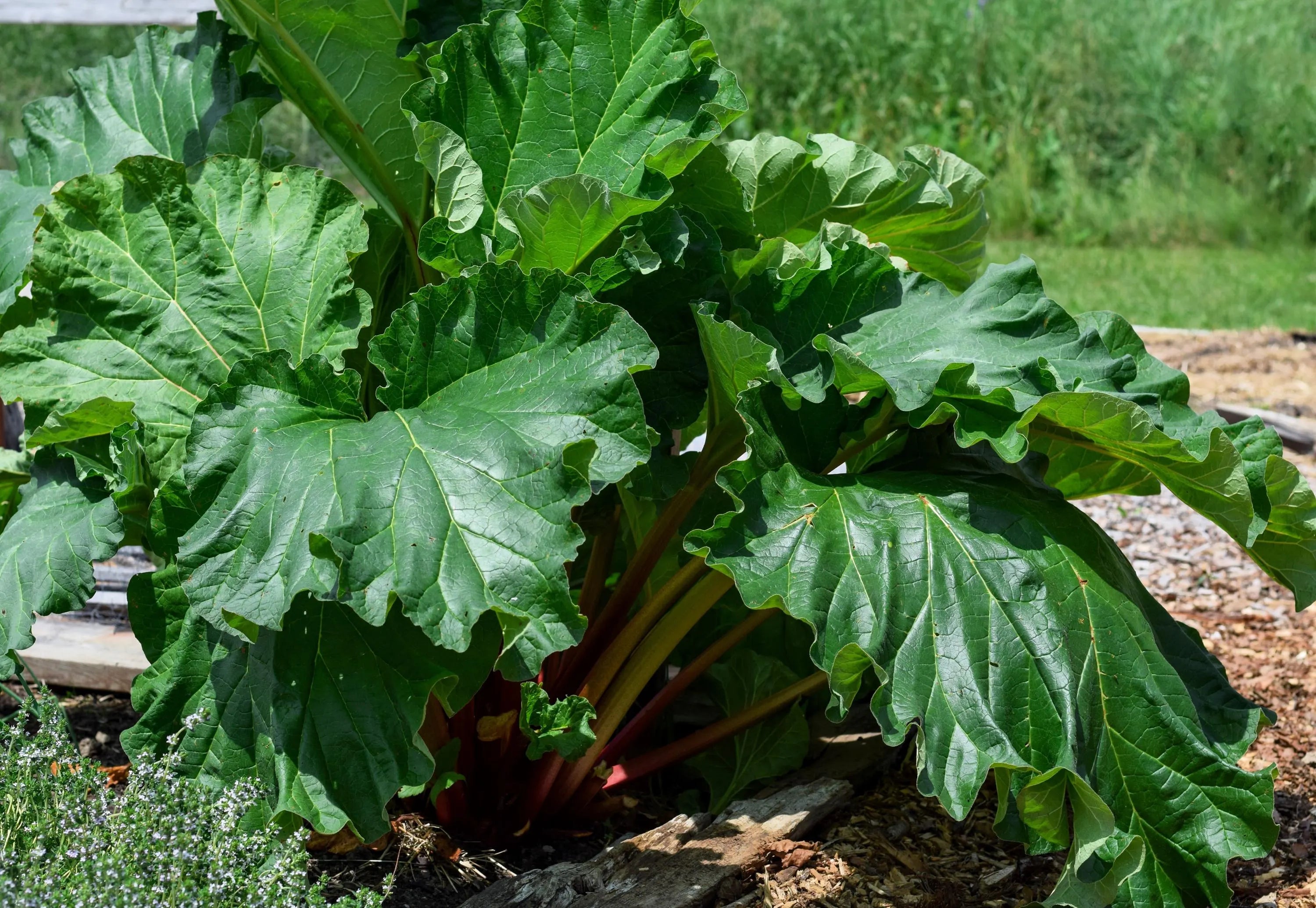 Glaskins Perpetual Rhubarb (Pieplant) Rheum rhabarbarum Fruit Vegetable Seeds