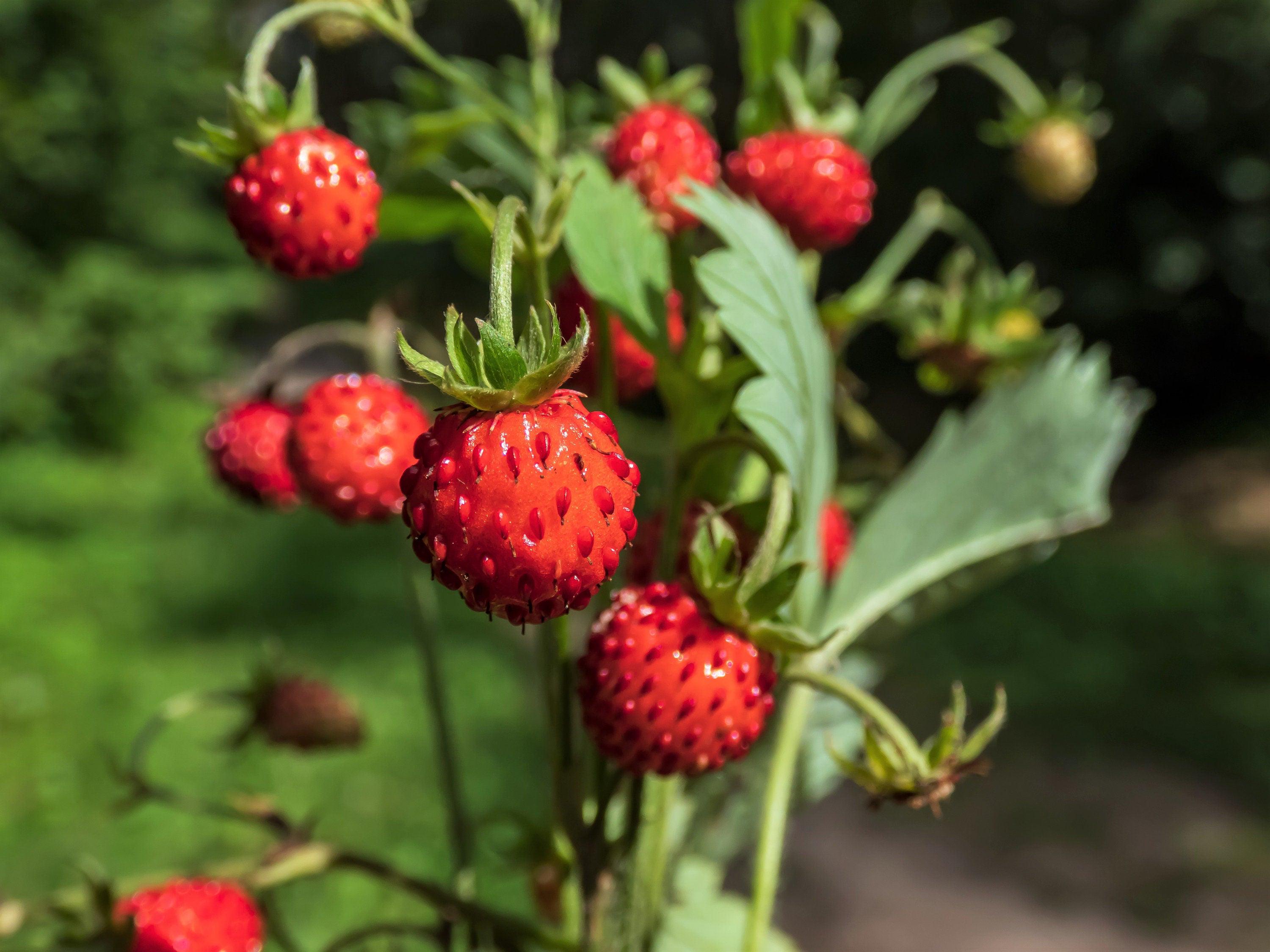 Rügen Strawberry Everbearing Alpine (Fragaria vesca) Red Berry Fruit, White Flower Seeds